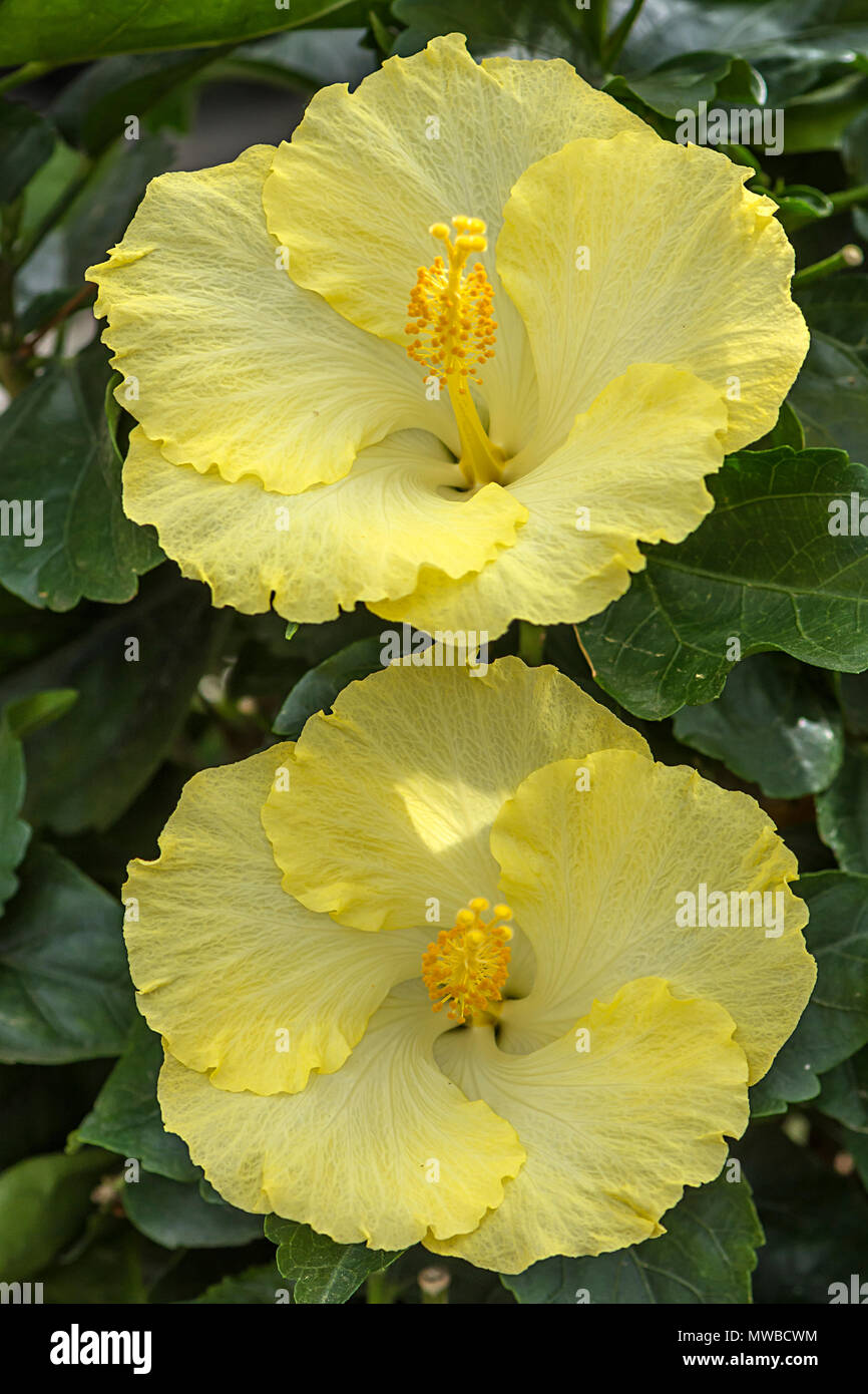 Gelbe Hibiskusblüten (Hibiskus), Bayern, Deutschland Stockfoto