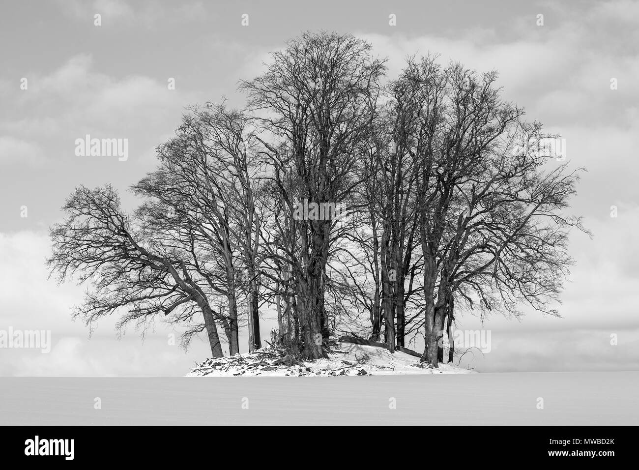 Steinzeit Grabhügel bewachsen mit Bäumen im Winter, Grabau, Kreis Stormarn, Schleswig-Holstein, Deutschland Stockfoto
