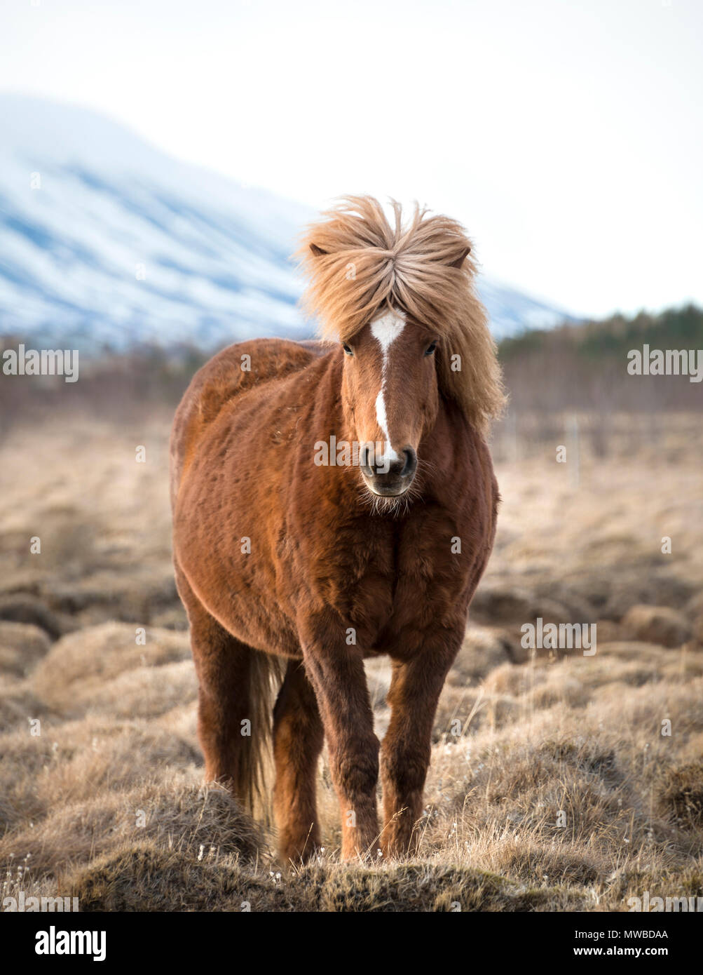 Isländische Pferd (Equus islandicus), Northern Island, Island Stockfoto