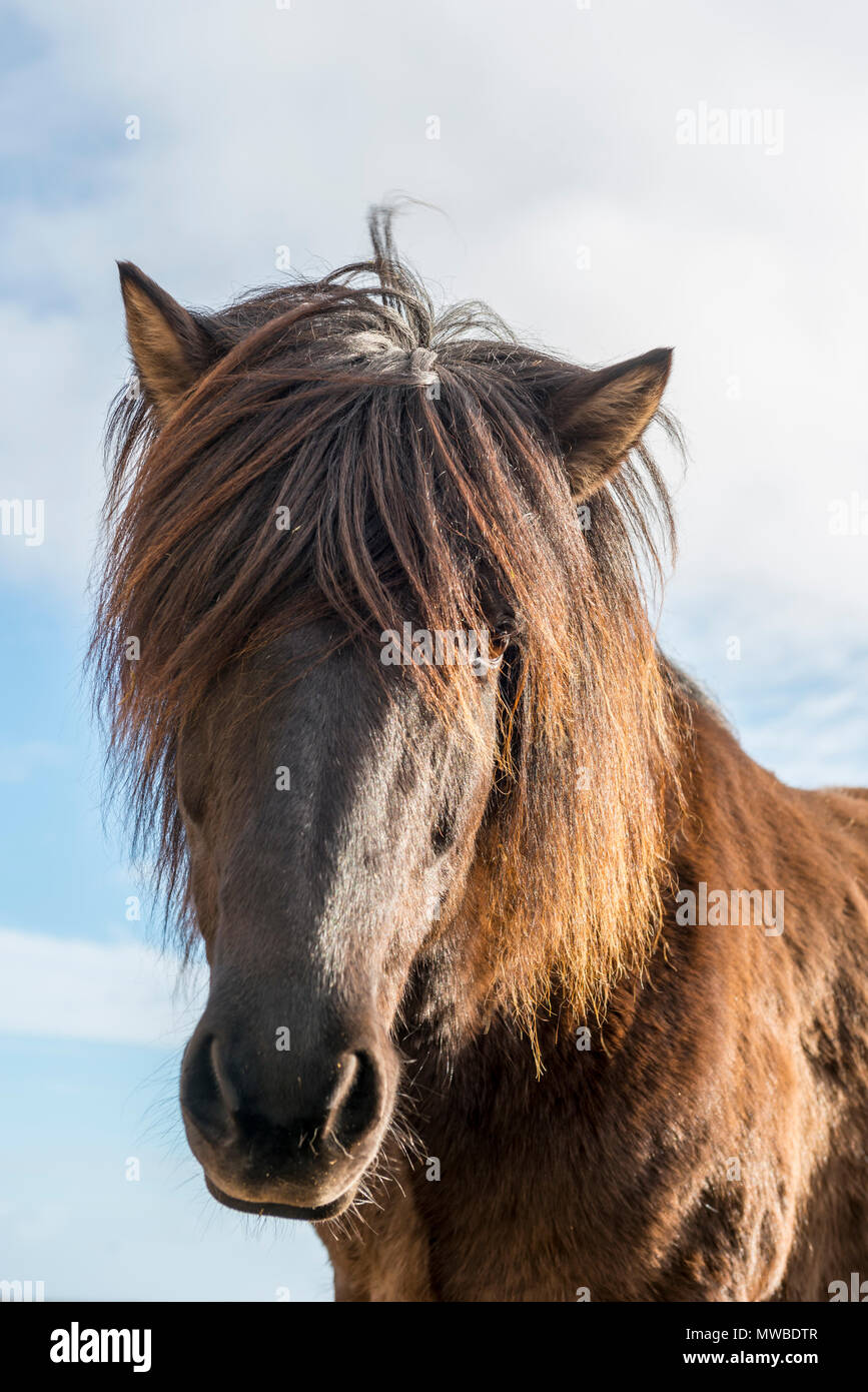 Braun isländische Pferd (Equus islandicus), Tier Portrait, South Island, Island Stockfoto