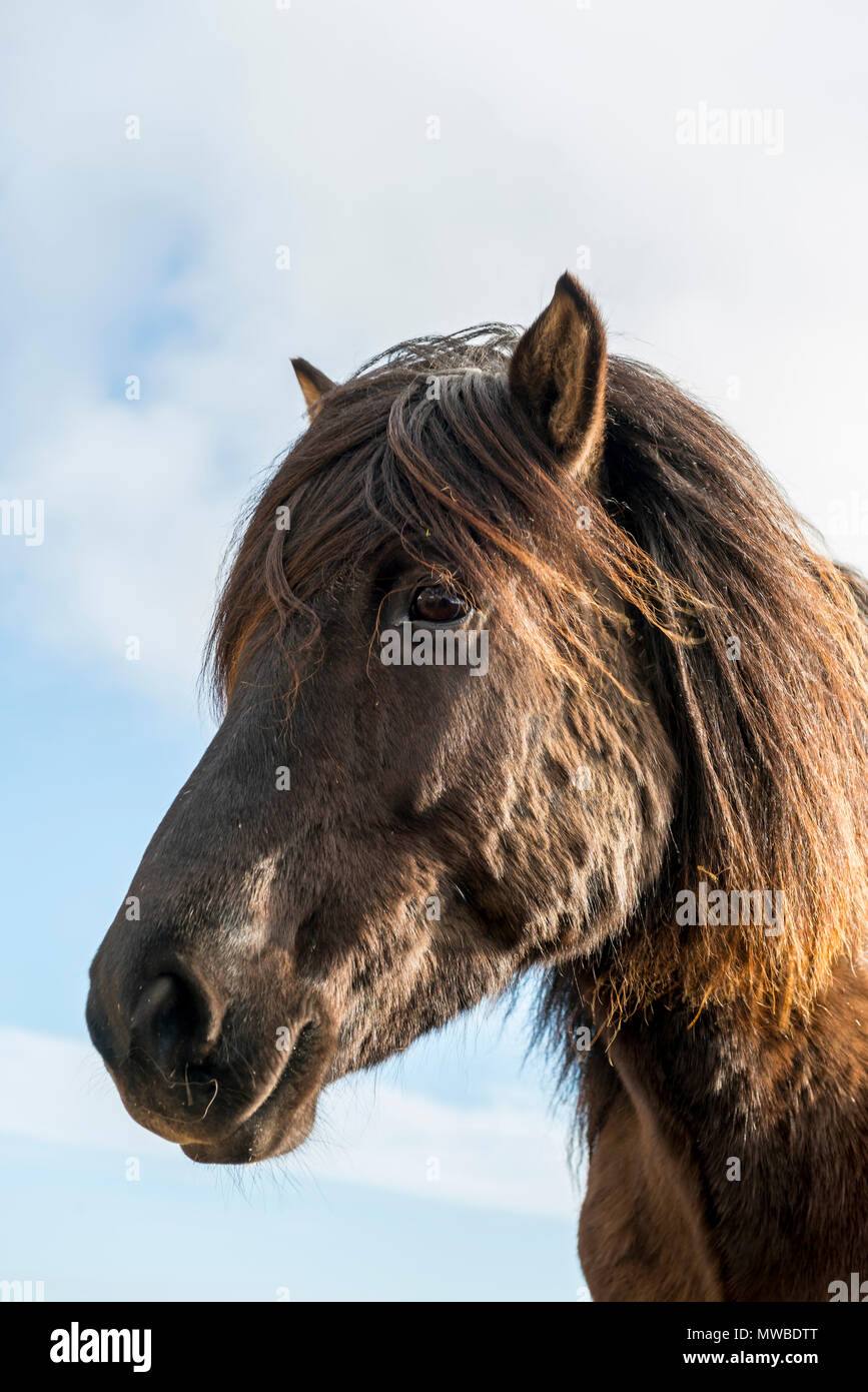 Braun isländische Pferd (Equus islandicus), Tier Portrait, South Island, Island Stockfoto
