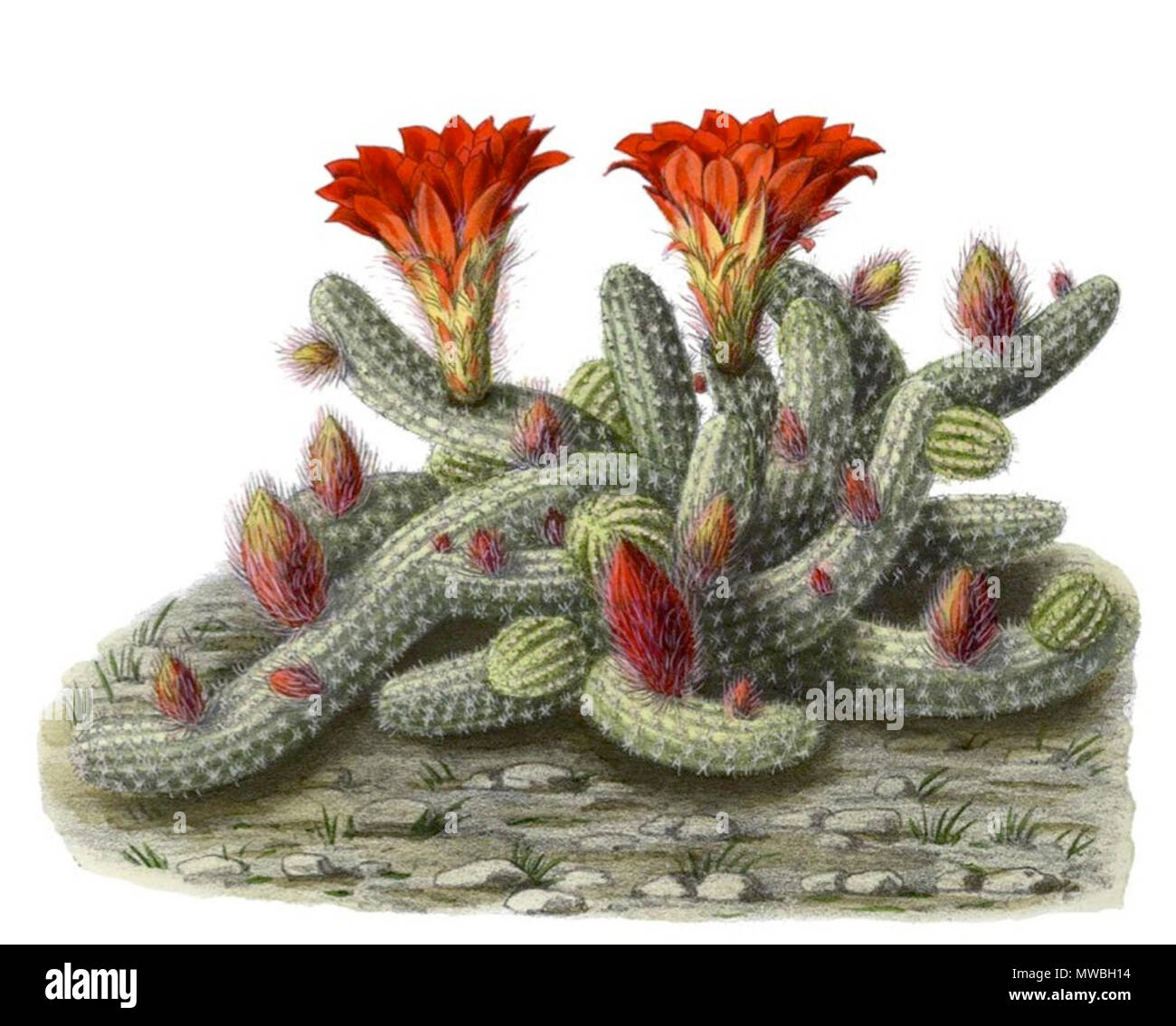 . Englisch: Echinopsis chamaecereus. 1904. Schumann, Gürke & Vaupel Peter A. Mansfeld für die Lösung Bild. 176 Echinopsis chamaecereus BlKakteenT 168 Stockfoto