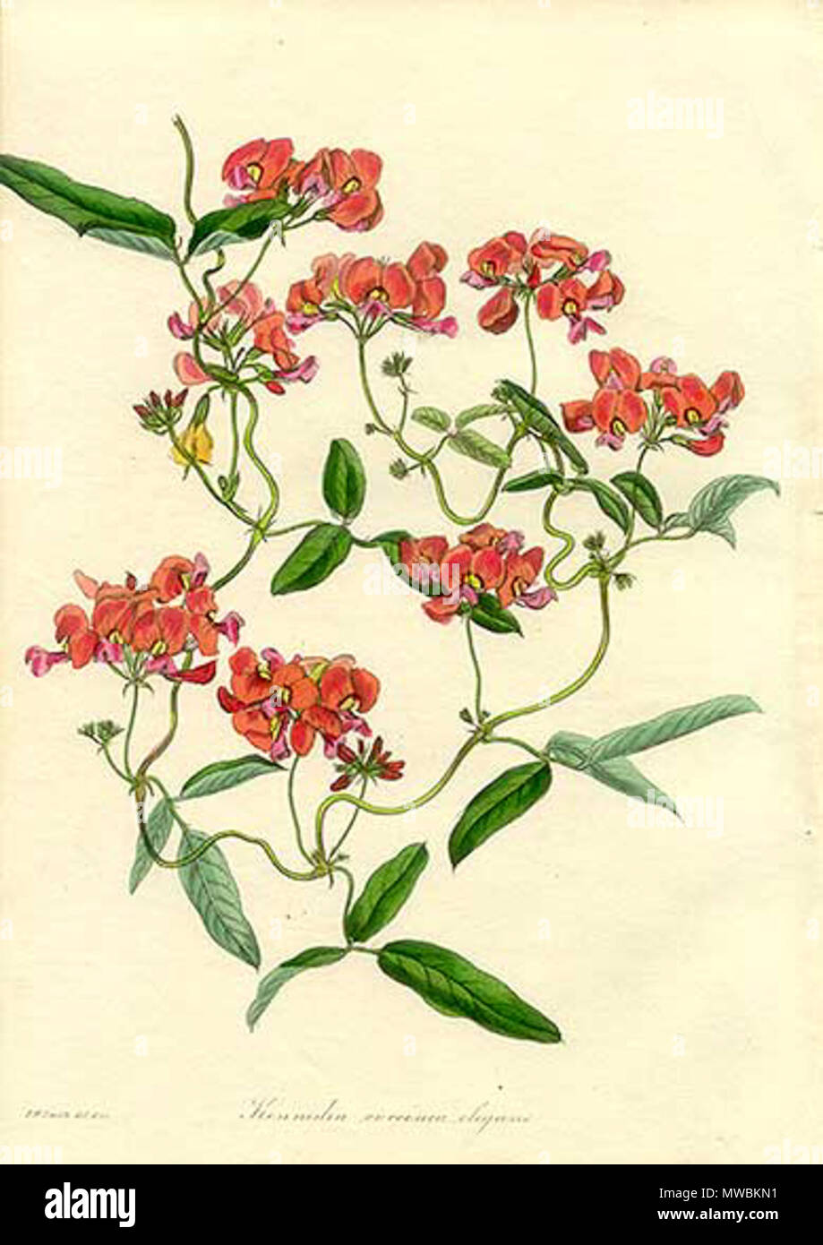 . Elegante Rote Kennedia coccinea (Kennedia coccinea Subsp) vom Magazin für Botanik von Paxton. Handcolorierte Lithographie. 1830. TBA 182 Elegante rote Kennedia vom Magazin für Botanik von Paxton. Stockfoto