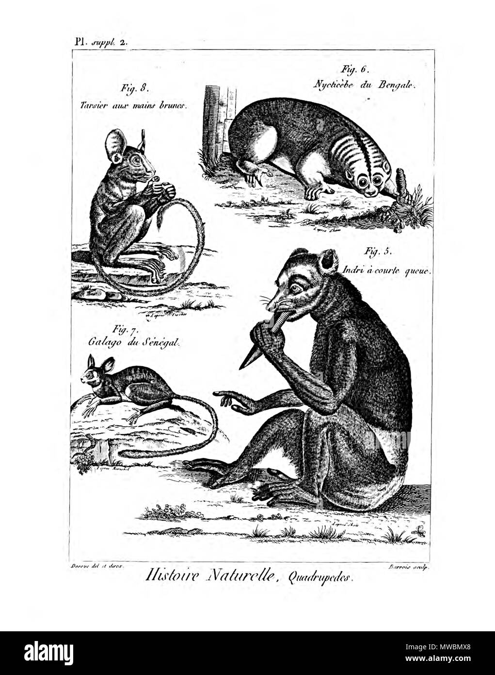 189 Encyclopédie méthodique - Mammalogie, PlS2 Stockfoto
