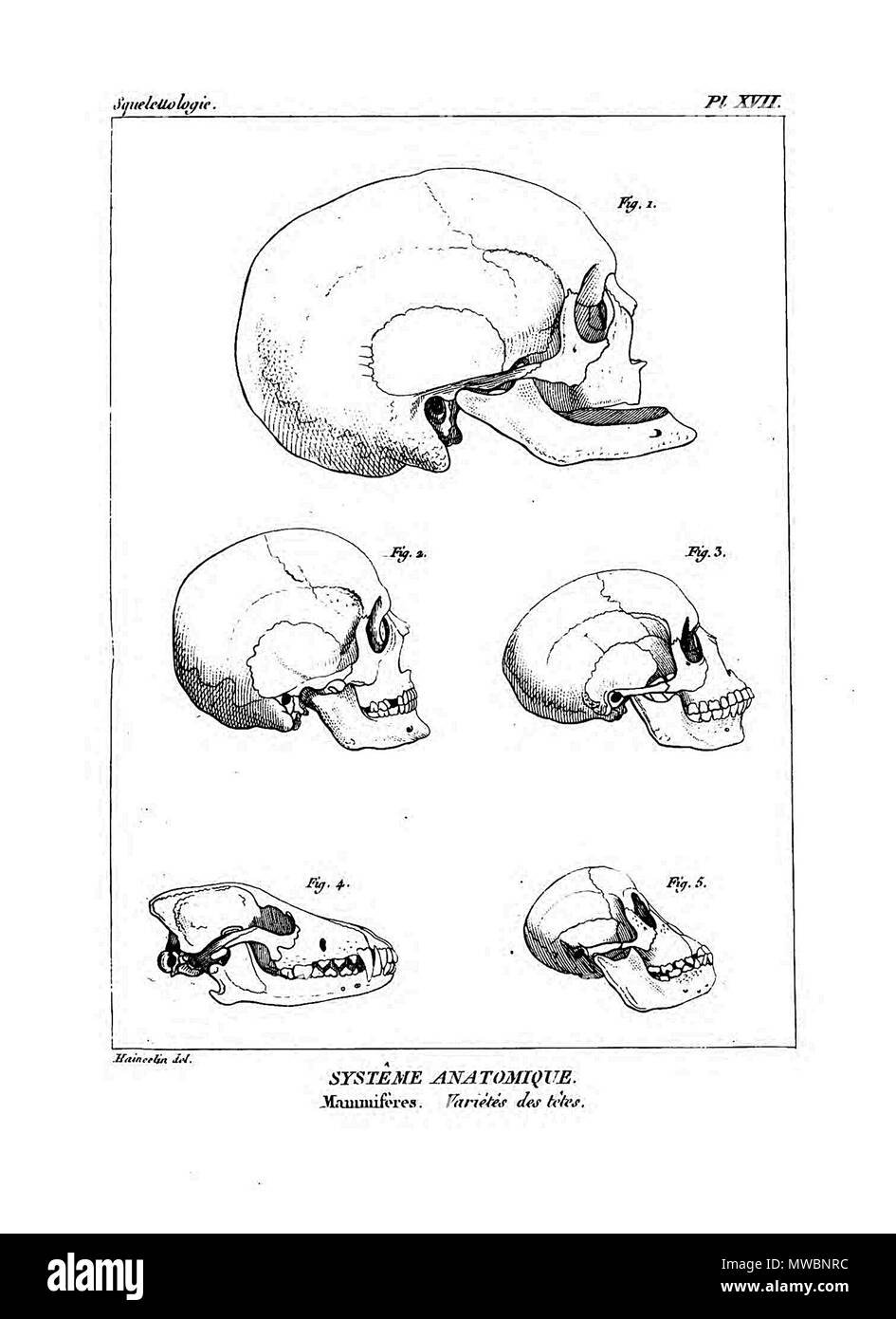190 Encyclopédie méthodique-Systeme Anatomique, Pl 17. Stockfoto