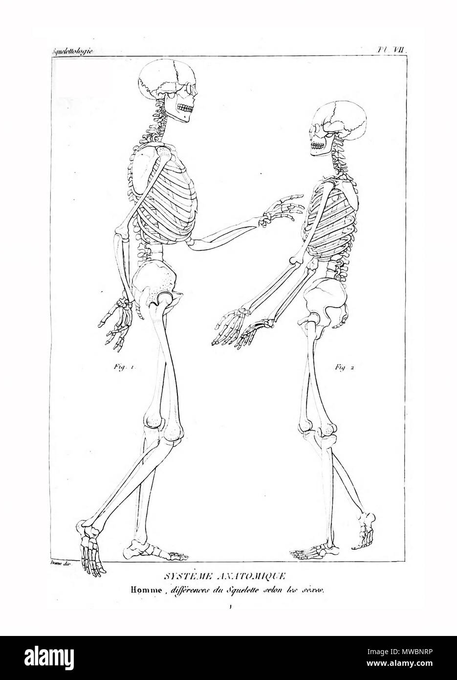 190 Encyclopédie méthodique-Systeme Anatomique, PL7 Stockfoto