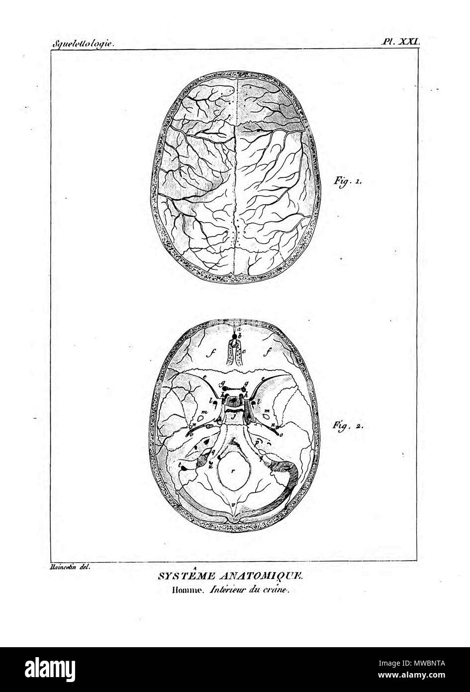 190 Encyclopédie méthodique-Systeme Anatomique, Pl 21. Stockfoto