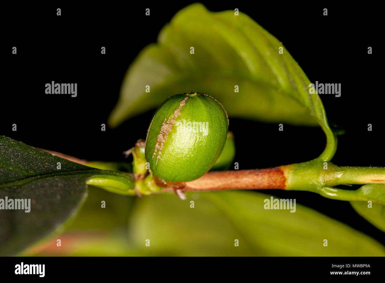 Kaffeekirschen wachsen auf ein Werk; Nahaufnahme. Stockfoto