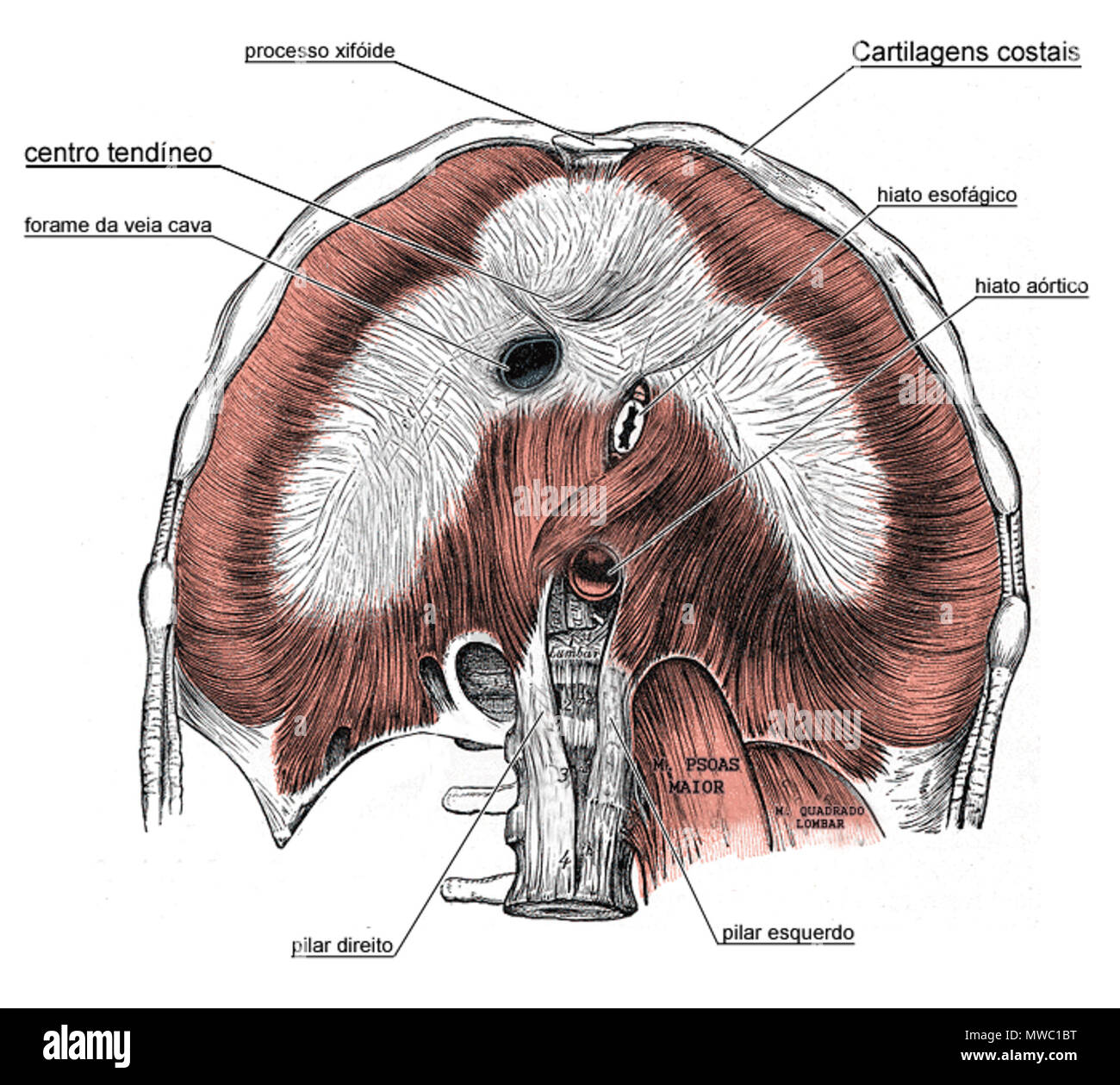 . Português: Desenho da Technische anatômica da Gesicht inferior do diafragma, Kom legendas Em Português. Dies ist eine Platte von Grey's Anatomy. Sofern nicht anders angegeben, ist es von der on-line-Ausgabe des 20 US-Edition von Grey's Anatomie des menschlichen Körpers, die ursprünglich im Jahr 1918 veröffentlicht. 12. September 2006 (original Upload Datum). Die ursprünglichen Uploader wurde Lauroma auf portugiesischen Wikipedia 252 grau 391 pt Stockfoto