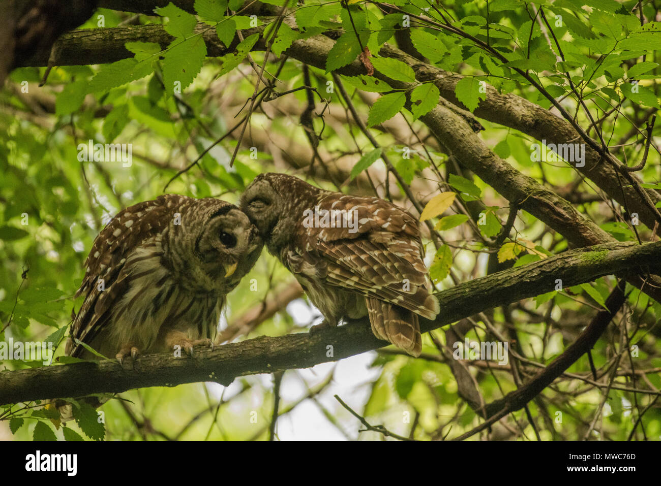 Ein paar der gesperrten Eulen (Strix varia) allopreening der das Paar Band zwischen der männlichen und weiblichen während der Brutzeit stärkt. Stockfoto