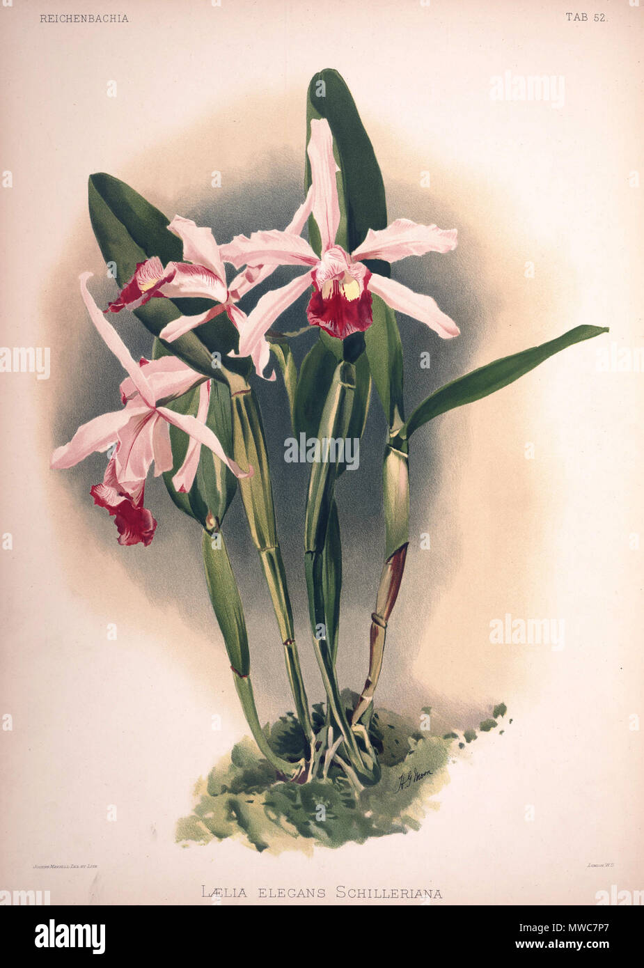 . Cattleya × elegans, synonym: Laelia × elegans var. schilleriana. zwischen 1888 und 1894. H. Sotheran & Co., London (Editor) 220 Friedrich Sander - Reichenbachia II Platte 52 (1890) - laelia elegans schilleriana Stockfoto