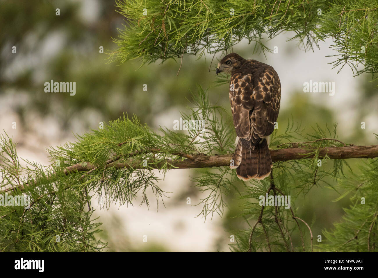 Ein gewordener Vogel Red-tailed Hawk (Buteo Jamaicensis) in einen Baum. Es ist noch nicht geflogen aber es bald flügge und Links der Baum und das Nest hinter. Stockfoto