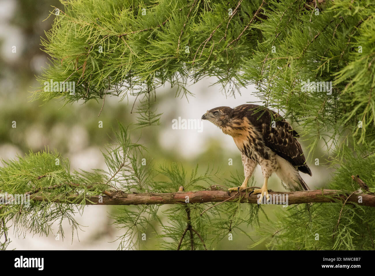 Ein gewordener Vogel Red-tailed Hawk (Buteo Jamaicensis) in einen Baum. Es ist noch nicht geflogen aber es bald flügge und Links der Baum und das Nest hinter. Stockfoto