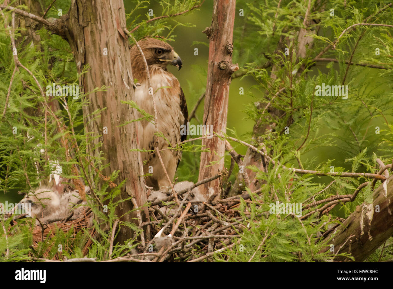 Eine red tailed Hawk (Buteo Jamaicensis) stehen im Nest von Sticks gebaut hat. Stockfoto