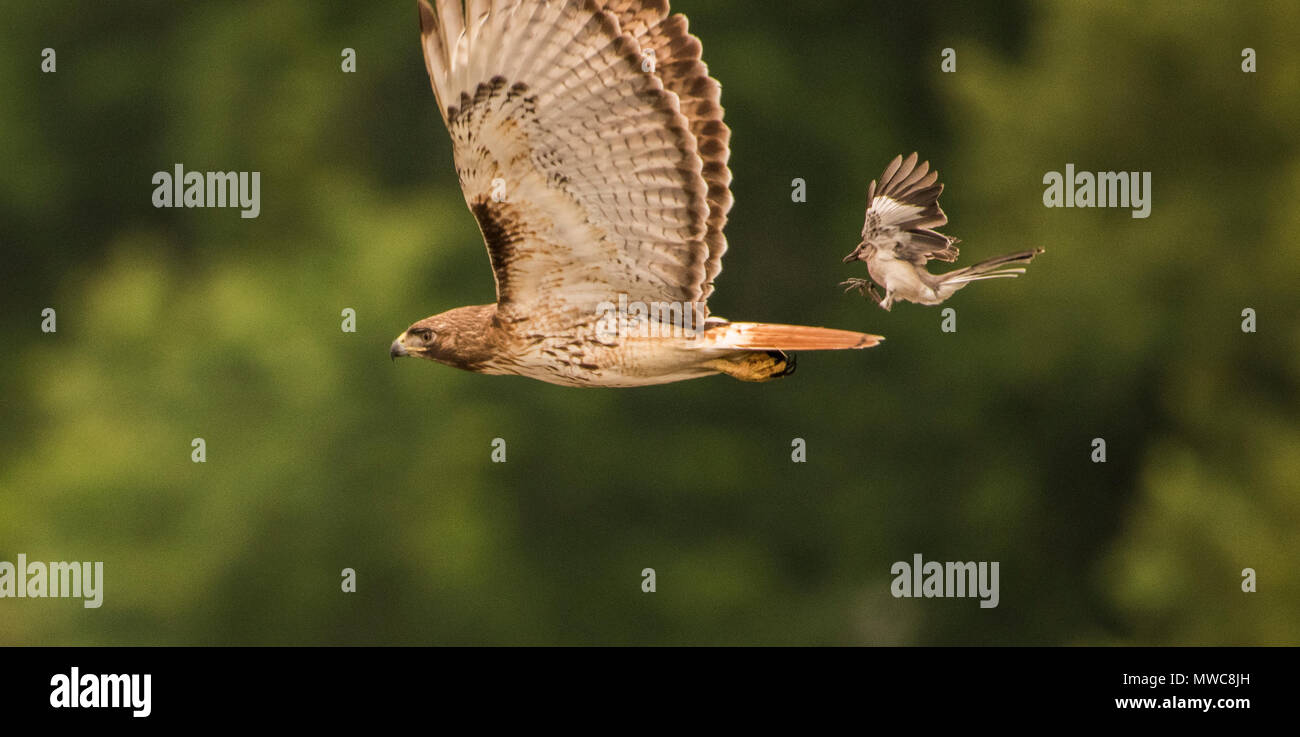 Eine sehr mutige Northern mockingbird Jagen und Mobbing ein viel größeres Red tailed Hawk der Luft. Stockfoto