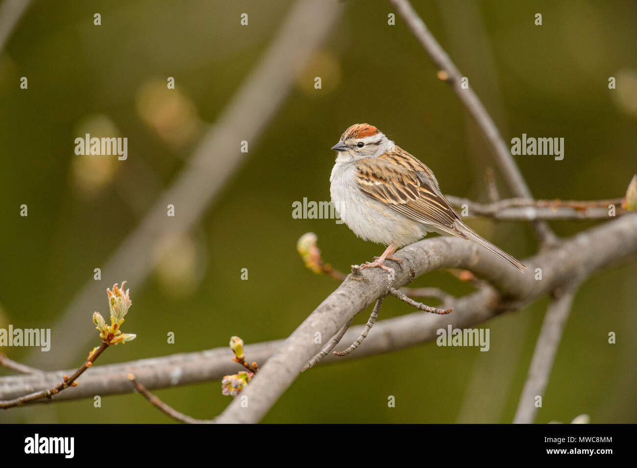 Chipping sparrow (Spizella passerina), Greater Sudbury, Ontario, Kanada Stockfoto