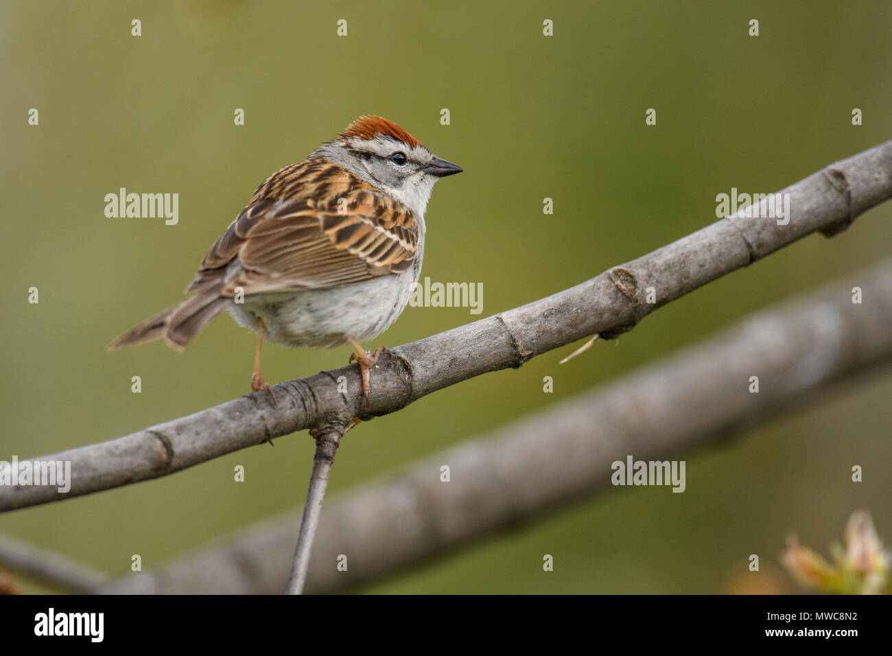 Chipping sparrow (Spizella passerina), Greater Sudbury, Ontario, Kanada Stockfoto