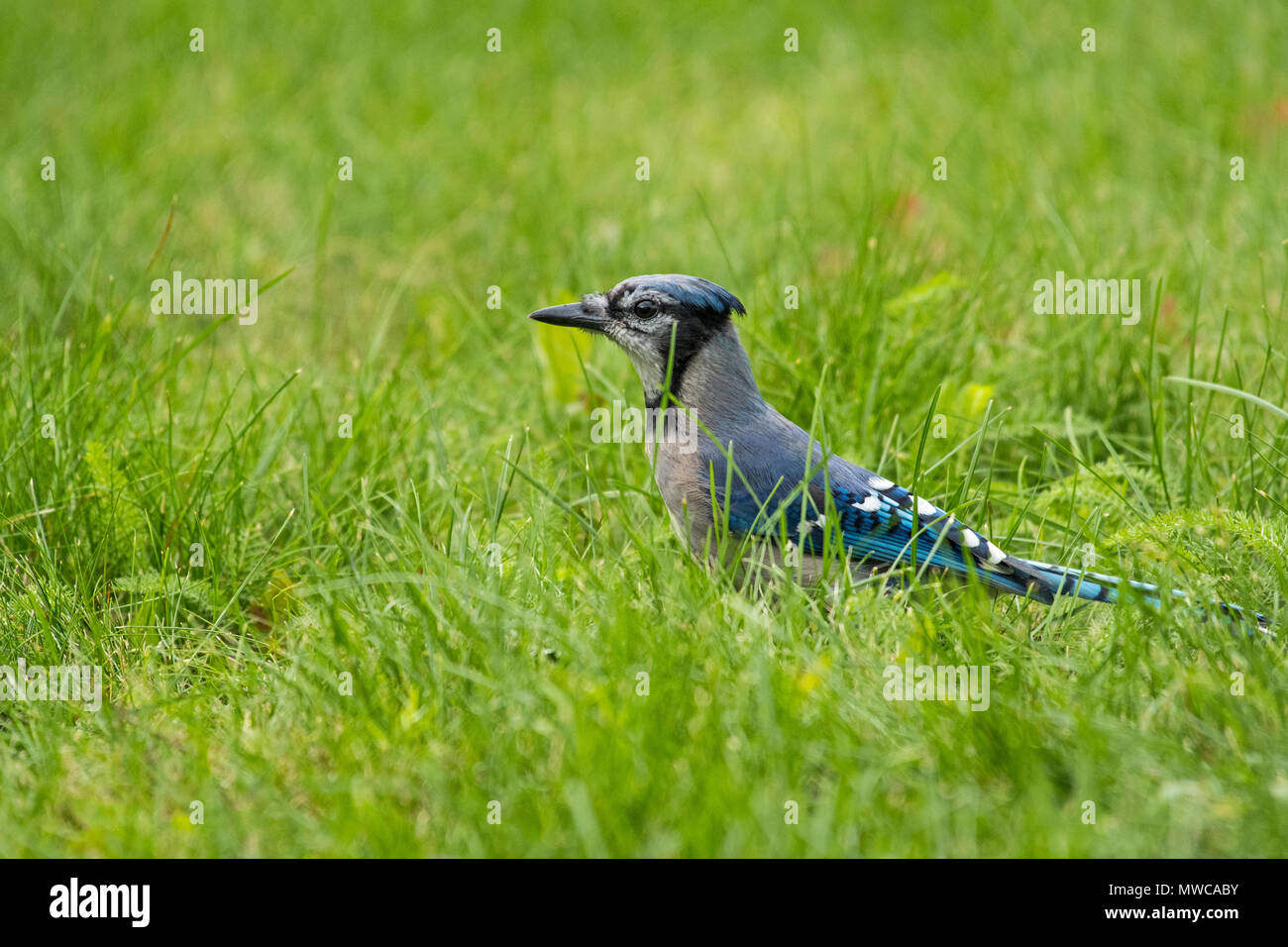 Blauhäher (Cyanocitta Cristata), Greater Sudbury, Ontario, Kanada Stockfoto