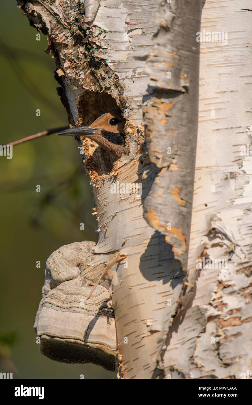 Northern Flicker (Colaptes auratus) erwachsenen männlichen, Peering von Nest Hohlraum in der toten Birke, Wanup, Ontario, Kanada Stockfoto