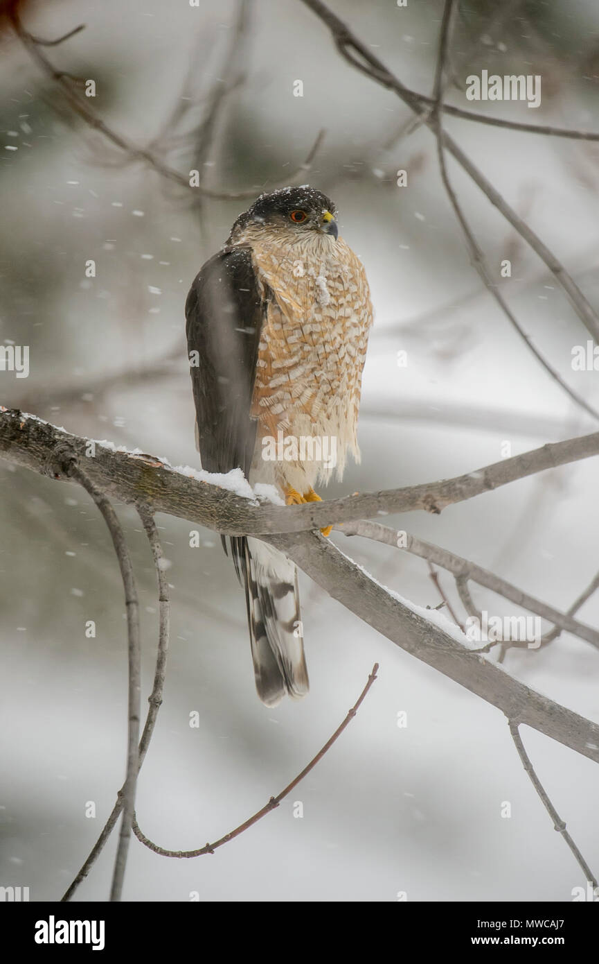 Sharp-Shinned Hawk (Accipiter striatus) im Frühling Schnee Sturm gehockt, Greater Sudbury, Ontario, Kanada Stockfoto
