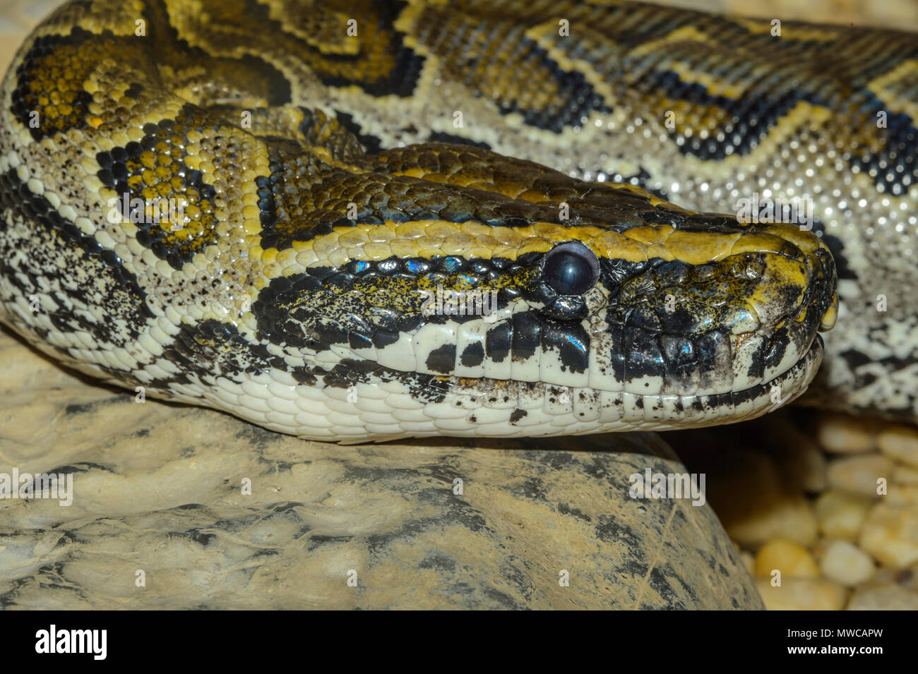 African Rock python (Python sebae), Captive, Reptilien Reptilien Zoo, Vaughan, Ontario, Kanada Stockfoto