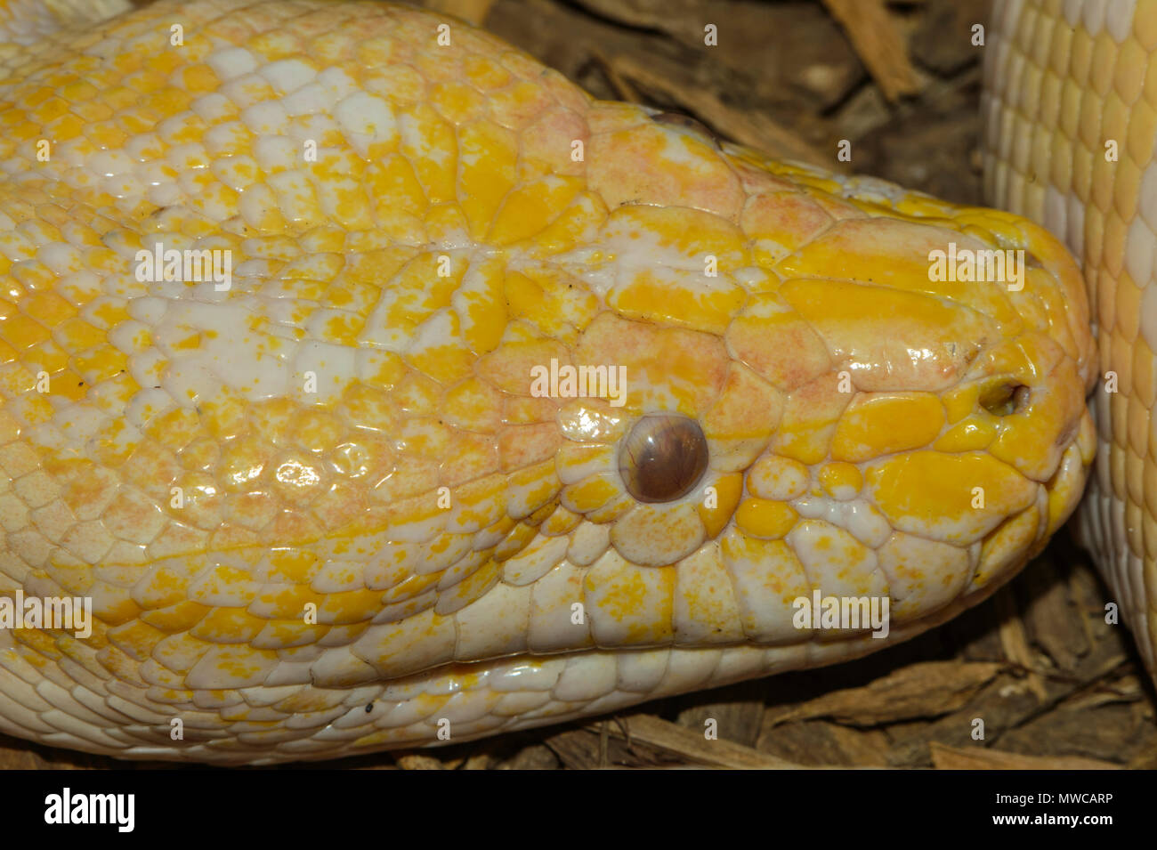 Tigerpython (Python bivittatus) gefangen. In Süd- und Südostasien, Reptilien Reptilien Zoo, Vaughan, Ontario, Kanada Stockfoto