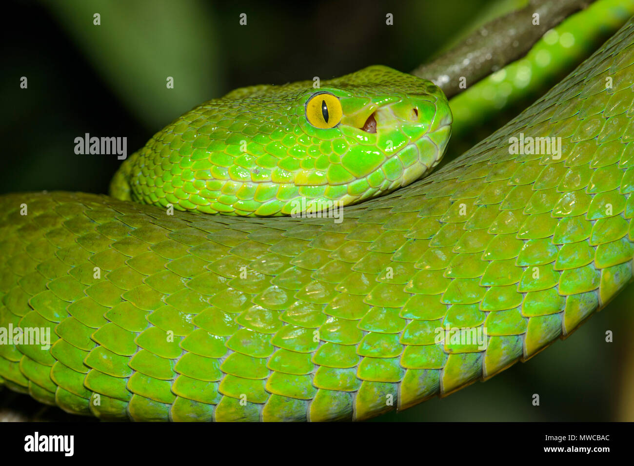 Weiß-lippigen Bambusotter (Ein älterer Name albolabris) gefangen. Endemisch in Südostasien, Reptilien Reptilien Zoo, Vaughan, Ontario, Kanada Stockfoto