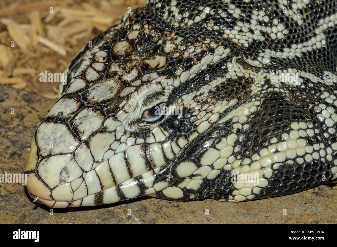 Argentinischen Schwarz und Weiß tegu (Salvator merianae). Gefangen. Aus Mittelamerika, Reptilien Reptilien Zoo, Vaughan, Ontario, Kanada Stockfoto