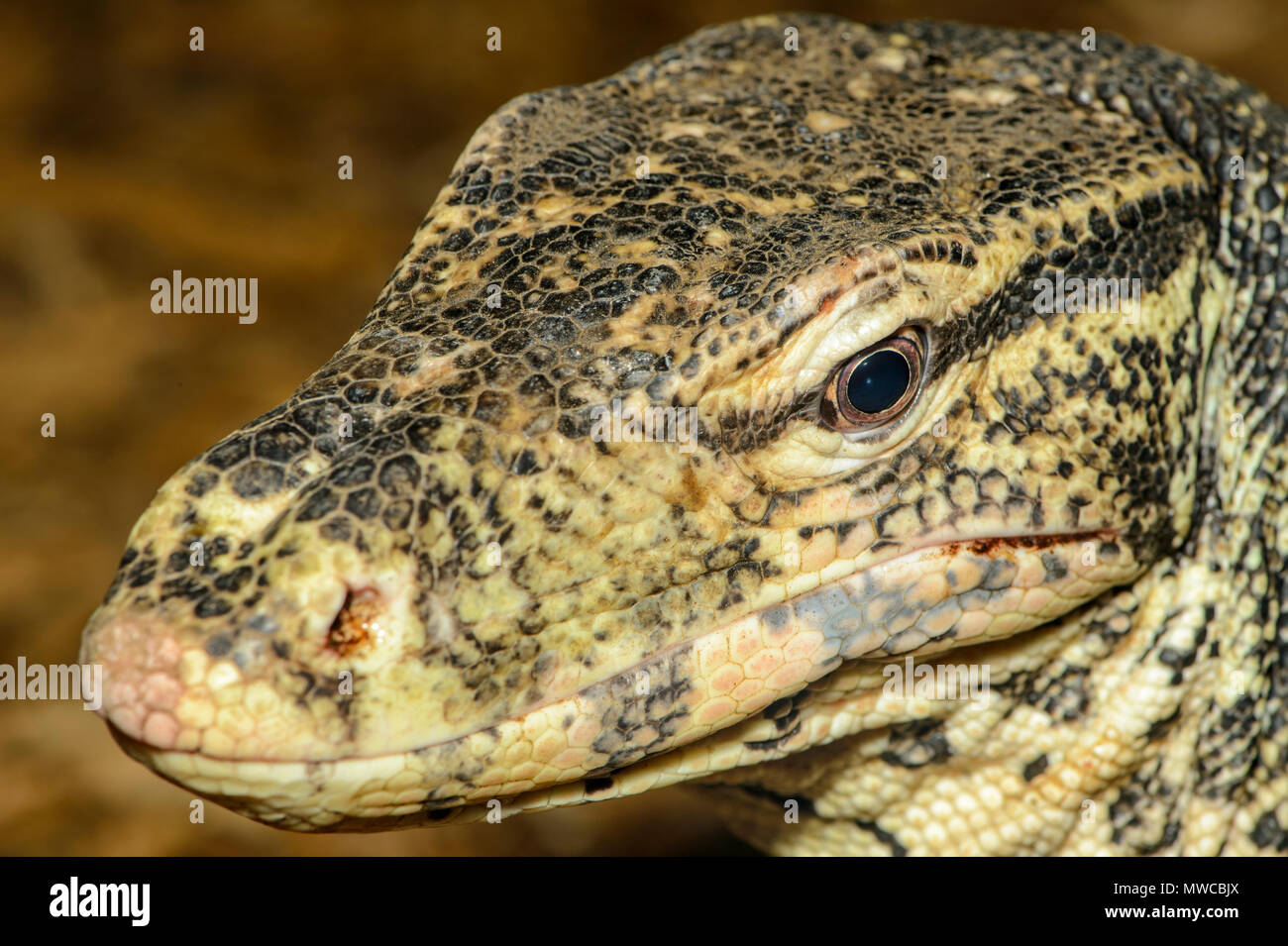Asiatische Wasser Monitor (Varanus Salvator) gefangen. Aus Südostasien, Reptilien Reptilien Zoo, Vaughan, Ontario, Kanada Stockfoto