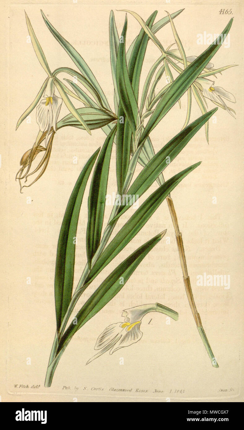 . Abbildung: Epidendrum longicolle. 1845. Walter Hood Fitch (1817-1892) Del., Swan sc. 191 Epidendrum longicolle - Curtis '71 (Ser. 3 Nr. 1) pl. 4165 (1845) Stockfoto