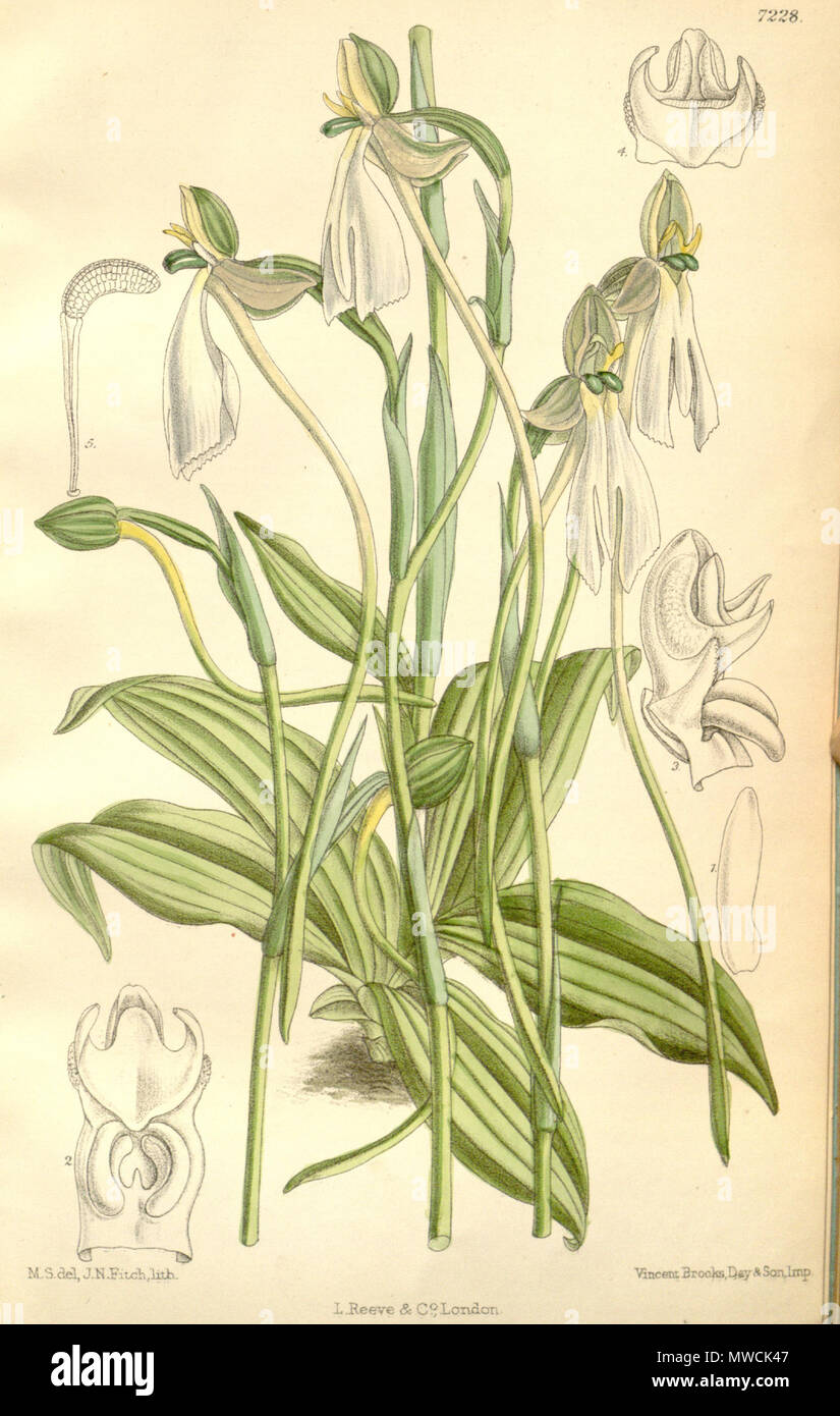 . Abbildung: Habenaria longicorniculata (syn. Habenaria longicalcarata, von Hooker geschrieben Habenaria longecalcarata). 1892. M. S. del. (= Matilda Smith, 1854-1926), J. N. Fitch lith. (= John Nugent Fitch, 1840 - 1927) Beschreibung von Joseph Dalton Hooker (1817 - 1911) 262 Habenaria longicorniculata (als Habenaria longecalcarata longicalcarata, Dinkel) - Curtis' 118 (Ser. 3 Nr. 48) pl. 7228 (1892) Stockfoto