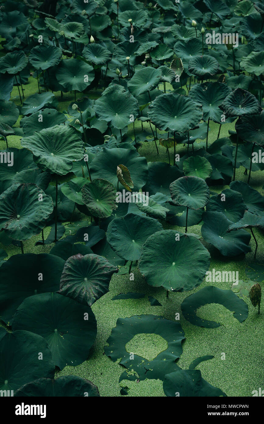 Green Lotus Blätter mit Wasserlinsen in wilden Teich Stockfoto