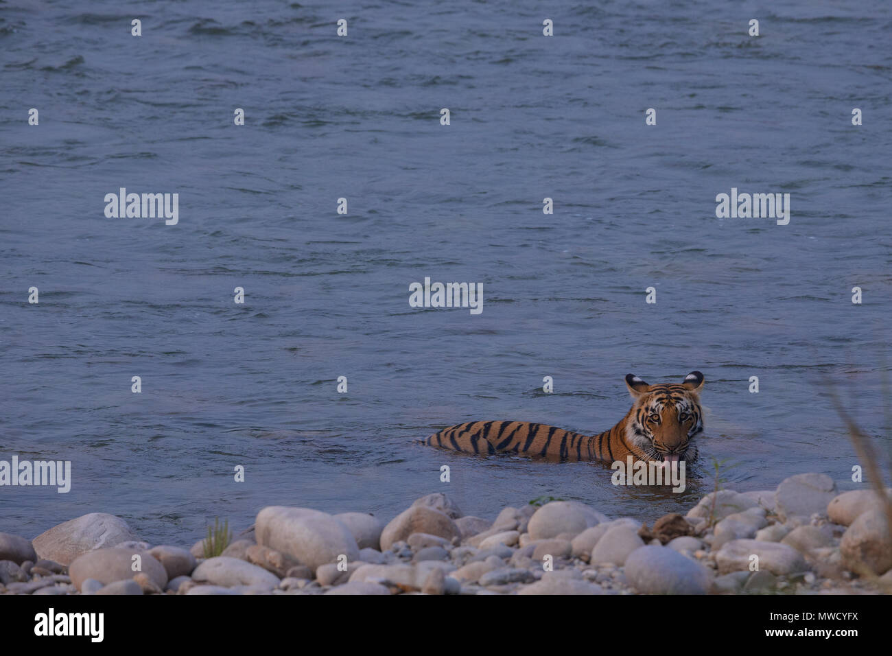 Royal Bengal Tiger einen Fluß überquert in Corbett National Park in Indien Stockfoto