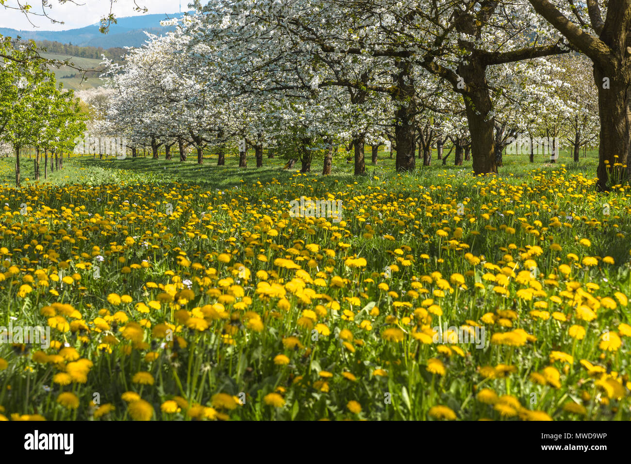 Frühlingswiese mit blühenden Obstgarten Bäume in der Region Ortenau, Süddeutschland, Zone am Fuße des Schwarzwaldes, berühmt für Kirschen blühen Stockfoto