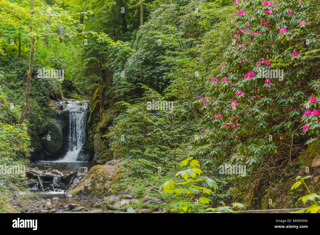 Wasserfall Geroldsau mit blühenden Rhododendron, im Tal von Baden-Baden, Deutschland, Frühling in unberührte Landschaft im Schwarzwald Stockfoto