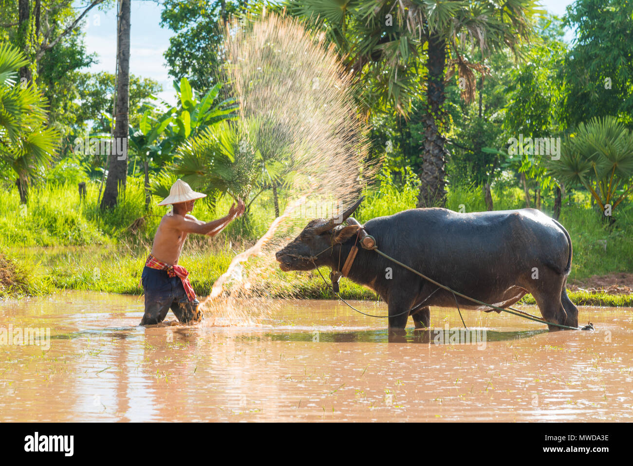 Saknonakhon, Thailand - 30. Juli 2016: Landwirt tauchen Wasser und werfen zu Badewanne Büffel in Reisfarm in ländlichen von Sakonnakhon, Thailand Stockfoto