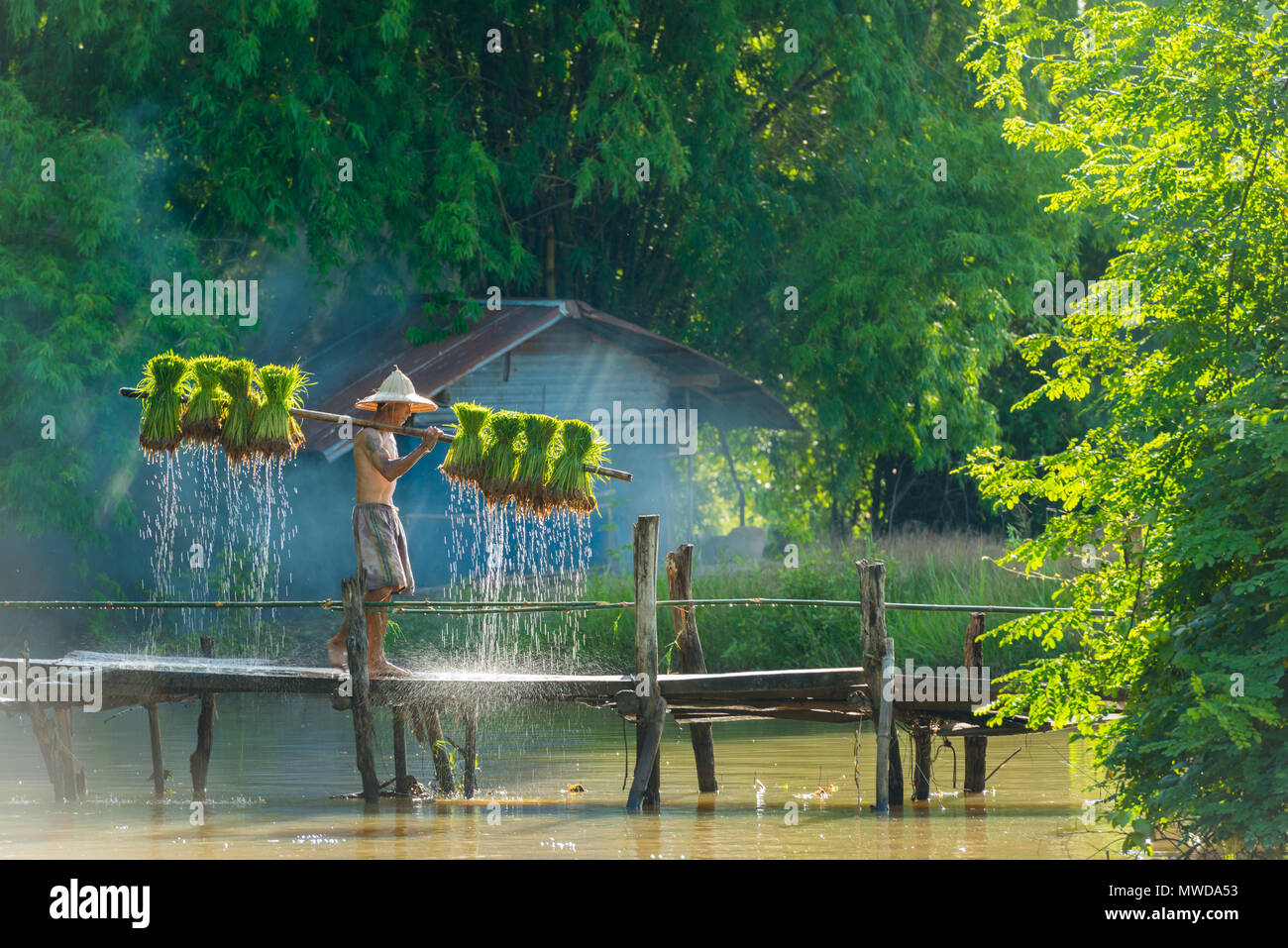 Sakonnakhon, Thailand - 30. Juli 2016: Bauer die tropfende Reis Sojasprossen aus kleinen Bereich Farm in Reisfarm in Sakonnakhon, Thailand zu verpflanzen Stockfoto