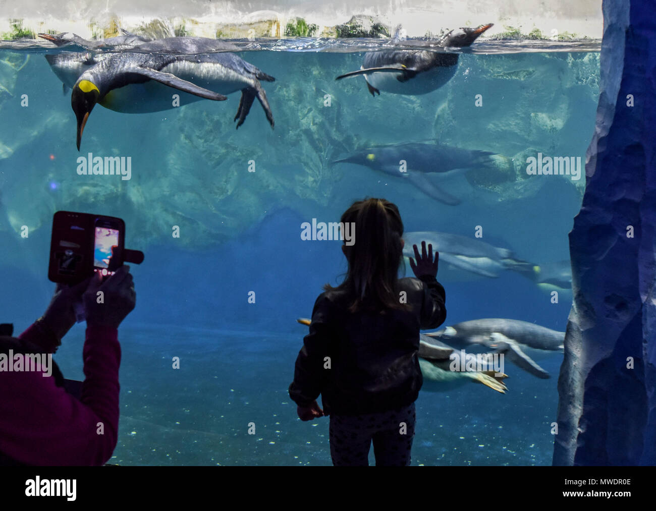 Auckland. 1. Juni 2018. Ein Kind Uhren Pinguine bei Sea Life Aquarium in Auckland, Neuseeland. Juni 1, 2018. Das Aquarium hilft den Kindern, sich über die Natur zu lernen und ihre Umwelt Bewusstsein entwickeln über verschiedene Inhalte. Quelle: Guo Lei/Xinhua/Alamy leben Nachrichten Stockfoto