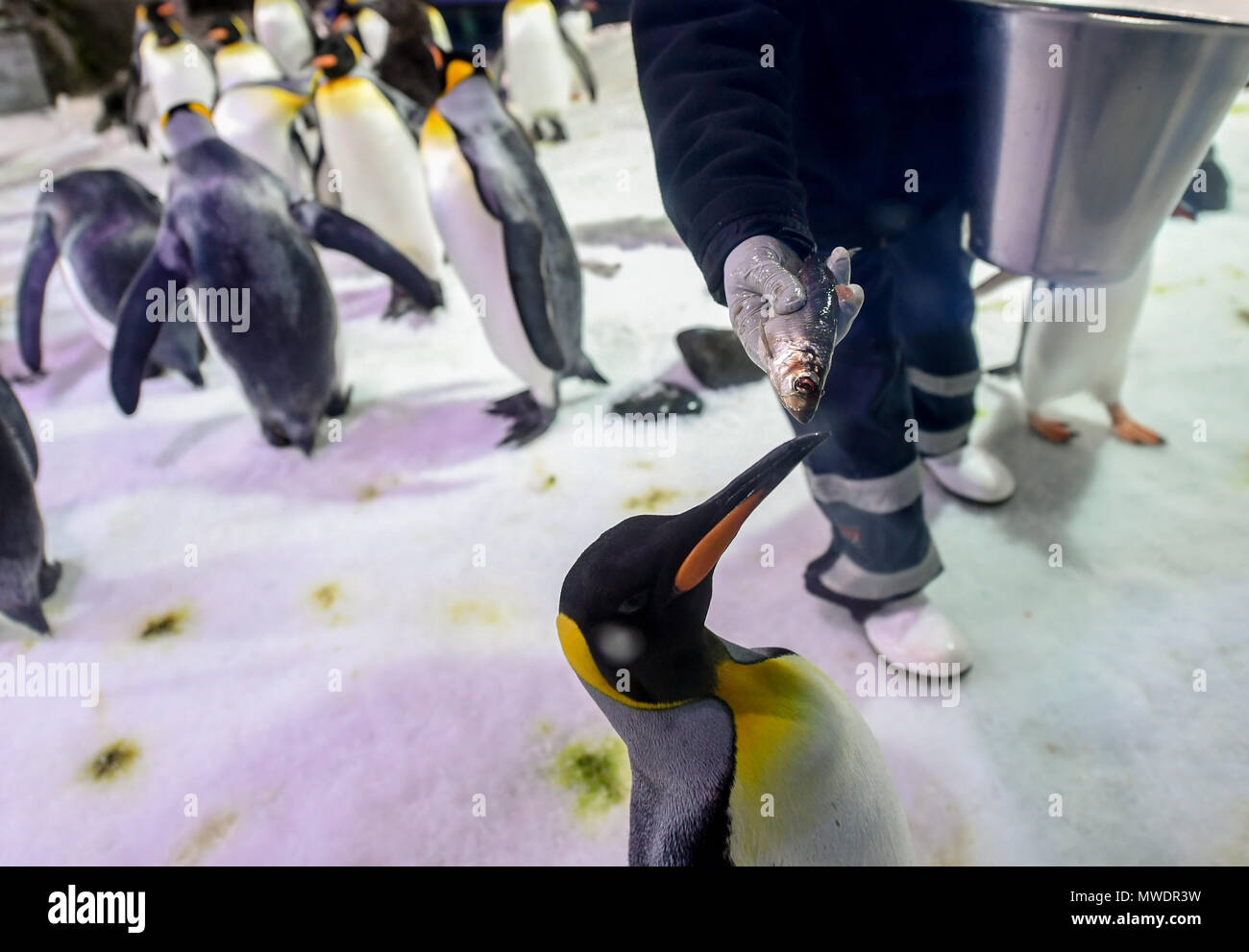 Auckland. 1. Juni 2018. Ein Züchter feeds Pinguine bei Sea Life Aquarium in Auckland, Neuseeland. Juni 1, 2018. Das Aquarium hilft den Kindern, sich über die Natur zu lernen und ihre Umwelt Bewusstsein entwickeln über verschiedene Inhalte. Quelle: Guo Lei/Xinhua/Alamy leben Nachrichten Stockfoto