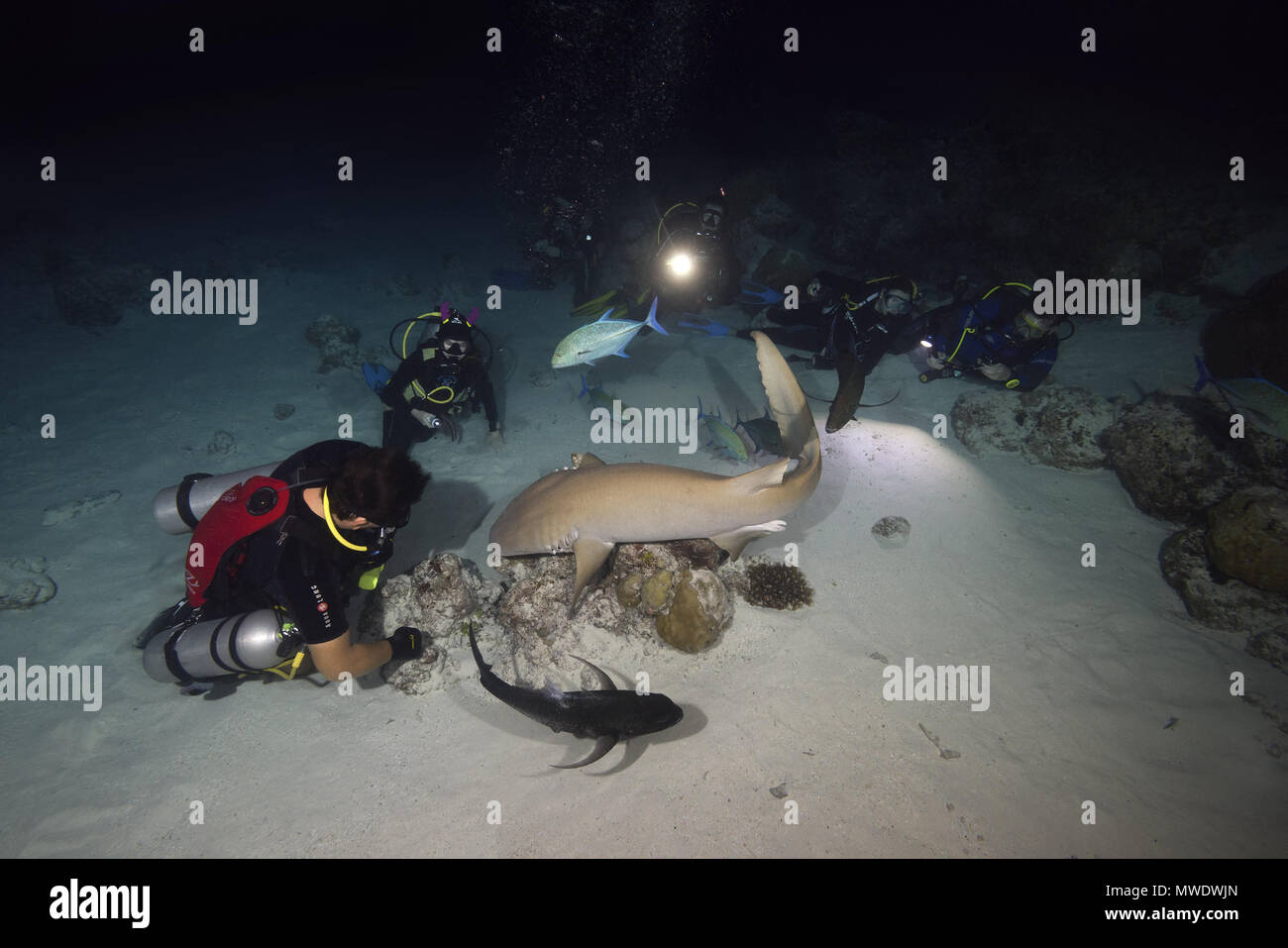 Indischer Ozean, Malediven. 24 Mär, 2018. Watch Gruppe von Tauchern die Tawny Ammenhai (Nebrius Art) bei Nacht Quelle: Andrey Nekrasov/ZUMA Draht/ZUMAPRESS.com/Alamy leben Nachrichten Stockfoto