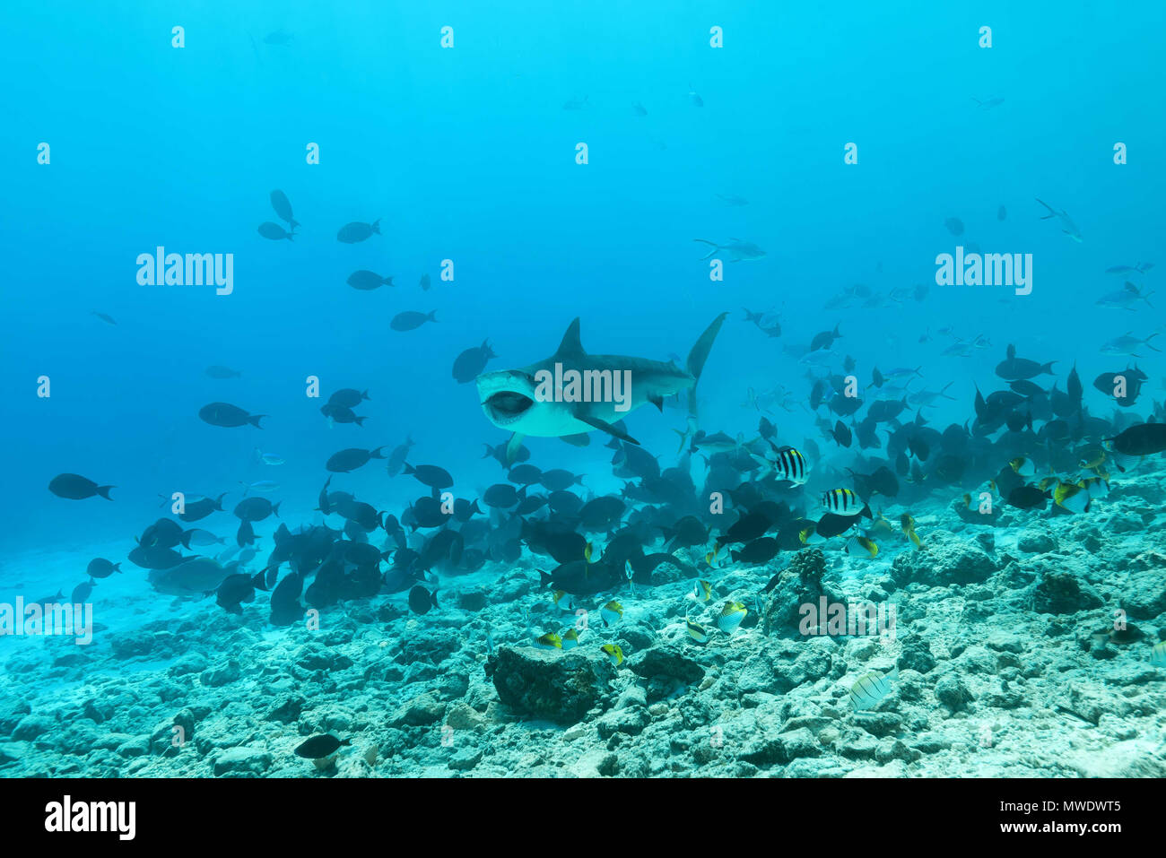 Februar 9, 2018 - Insel (Atoll) Fuvahmulah, Indien, Malediven - Tigerhai (Galeocerdo cuvier) essen Thunfisch Credit: Andrey Nekrasov/ZUMA Draht/ZUMAPRESS.com/Alamy leben Nachrichten Stockfoto