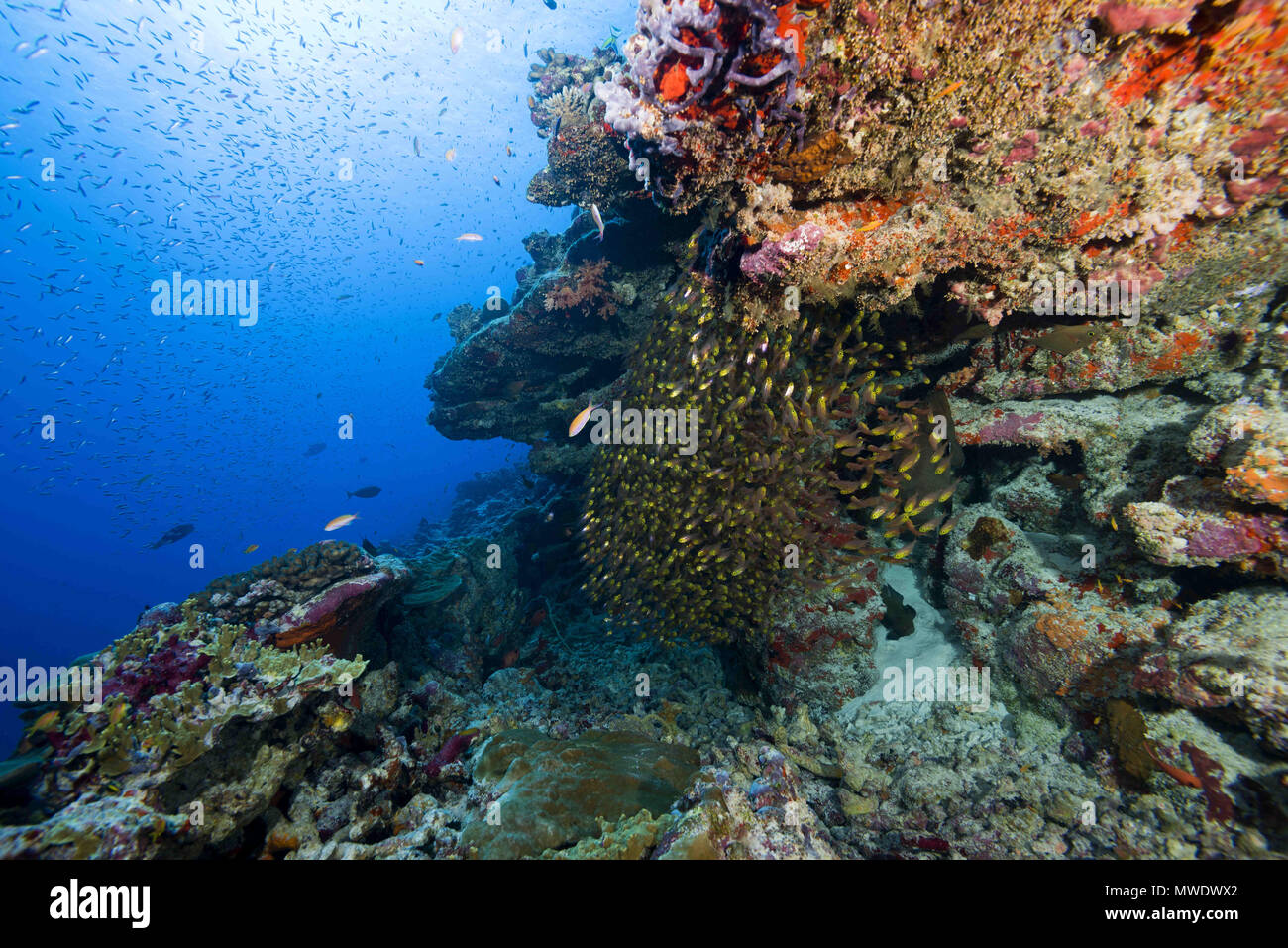 Februar 11, 2018 - Insel (Atoll) Fuvahmulah, Indien, Malediven - Schule von Glas Fisch oder Pigmy Sweeper (Parapriacanthus ransonneti) unter Coral Reef Credit: Andrey Nekrasov/ZUMA Draht/ZUMAPRESS.com/Alamy leben Nachrichten Stockfoto