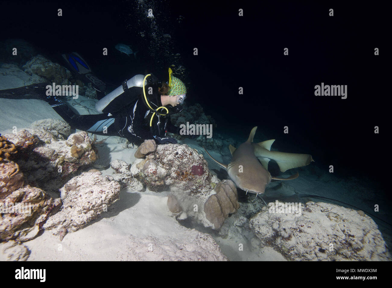 Indischer Ozean, Malediven. 2 Apr, 2018. Weibliche Taucher sieht am Shark in der Nacht. Tawny Ammenhai, riesige Sleepy shark oder Madame X Credit: Andrey Nekrasov/ZUMA Draht/ZUMAPRESS.com/Alamy leben Nachrichten Stockfoto