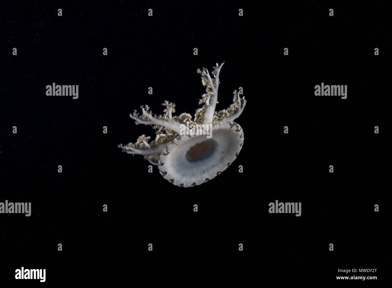 Indischer Ozean, Malediven. 21 Mär, 2018. Kopfüber Quallen (Cassiopea Andromeda) in der Nacht Kreditkarten: Andrey Nekrasov/ZUMA Draht/ZUMAPRESS.com/Alamy leben Nachrichten Stockfoto