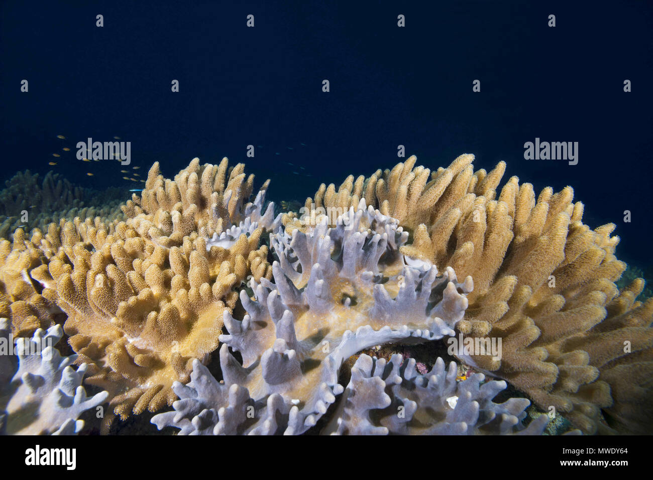 Indischer Ozean, Malediven. 22 Mär, 2018. Weichkorallen - Leder Coral Credit: Andrey Nekrasov/ZUMA Draht/ZUMAPRESS.com/Alamy leben Nachrichten Stockfoto