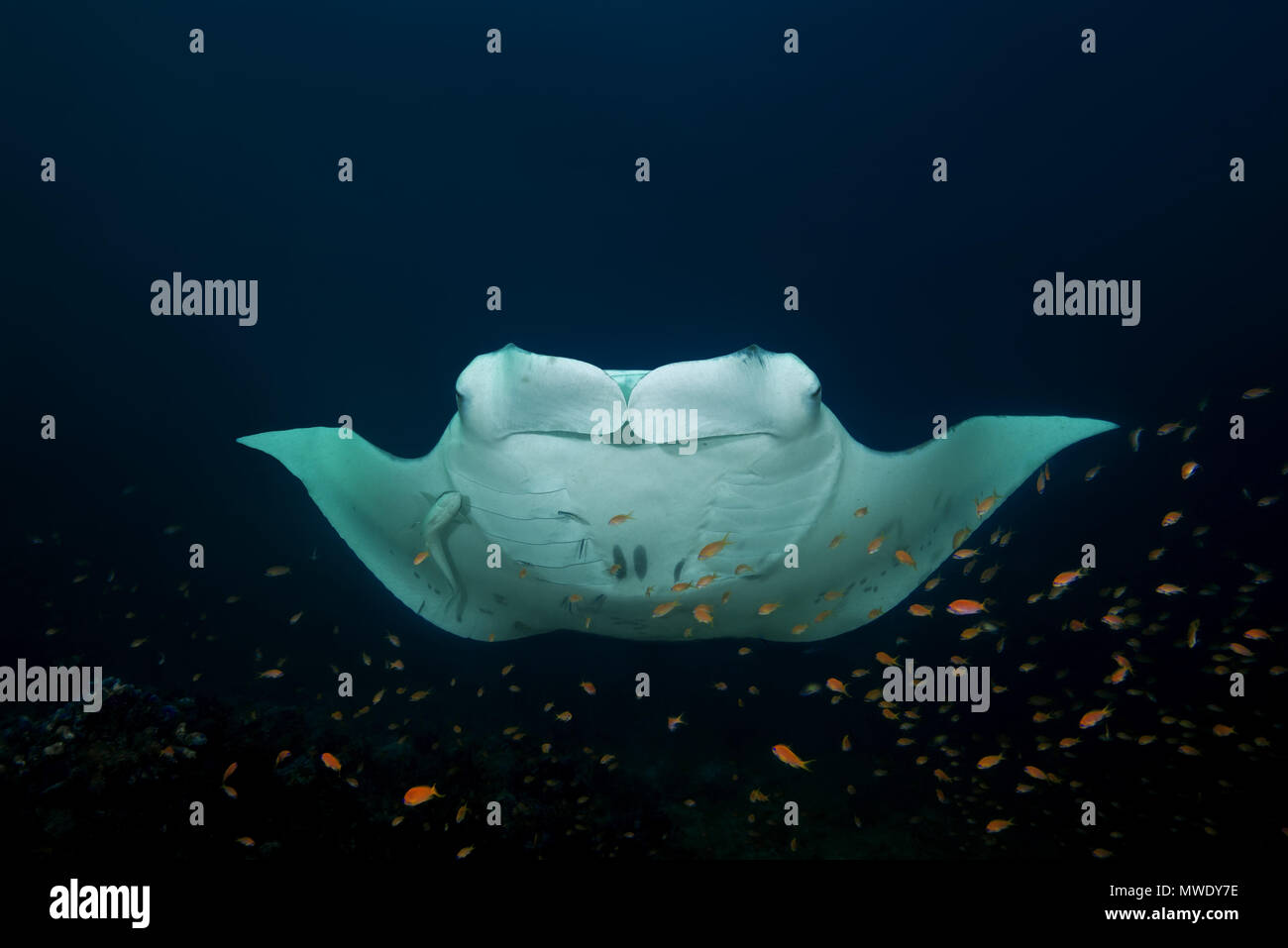 Indischer Ozean, Malediven. 22 Mär, 2018. Reef Manta Ray (Mobula alfredi, Alfred Manta) steht an der Reinigungsstation Credit: Andrey Nekrasov/ZUMA Draht/ZUMAPRESS.com/Alamy leben Nachrichten Stockfoto