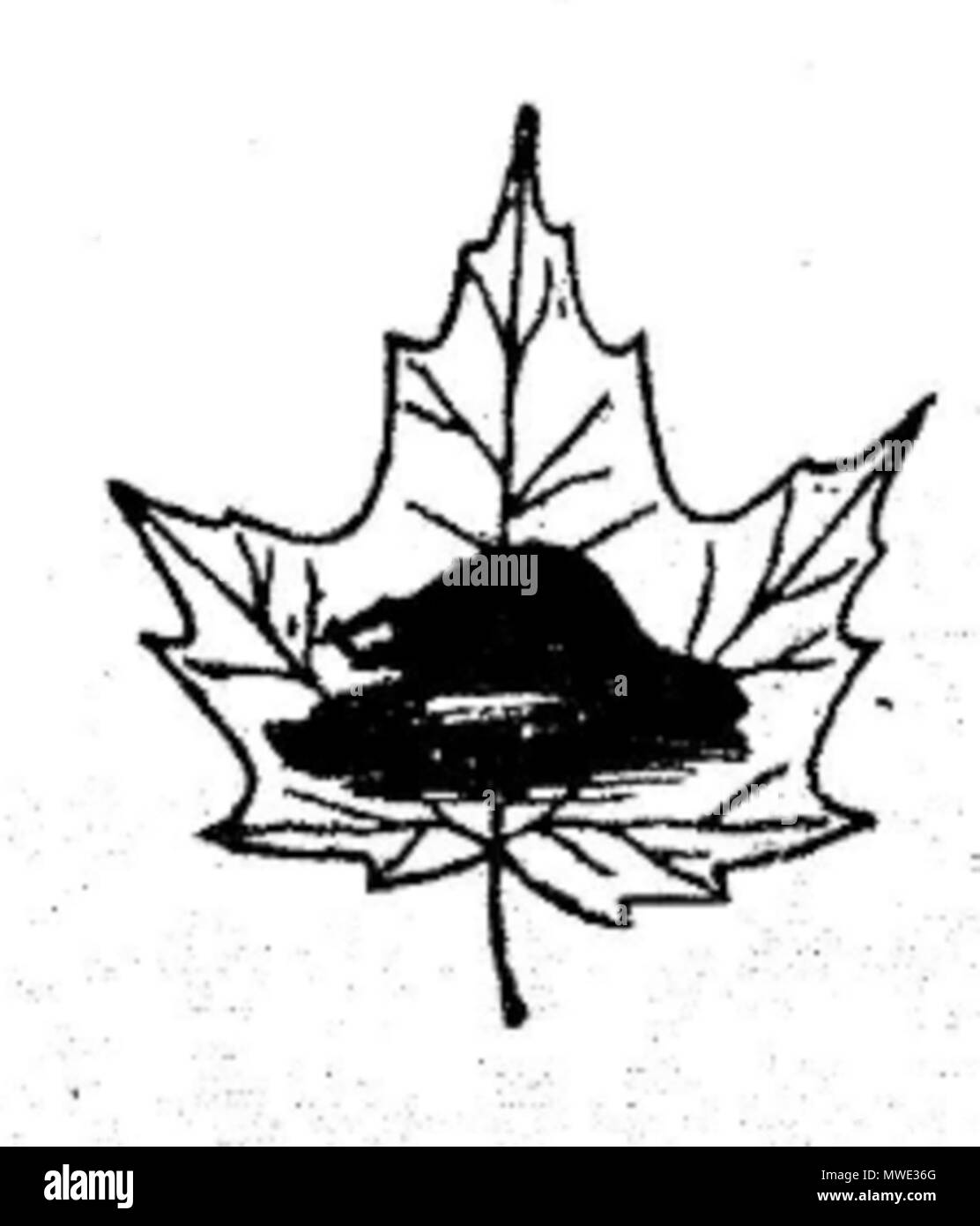 207 Feuille d'érable Stockfoto