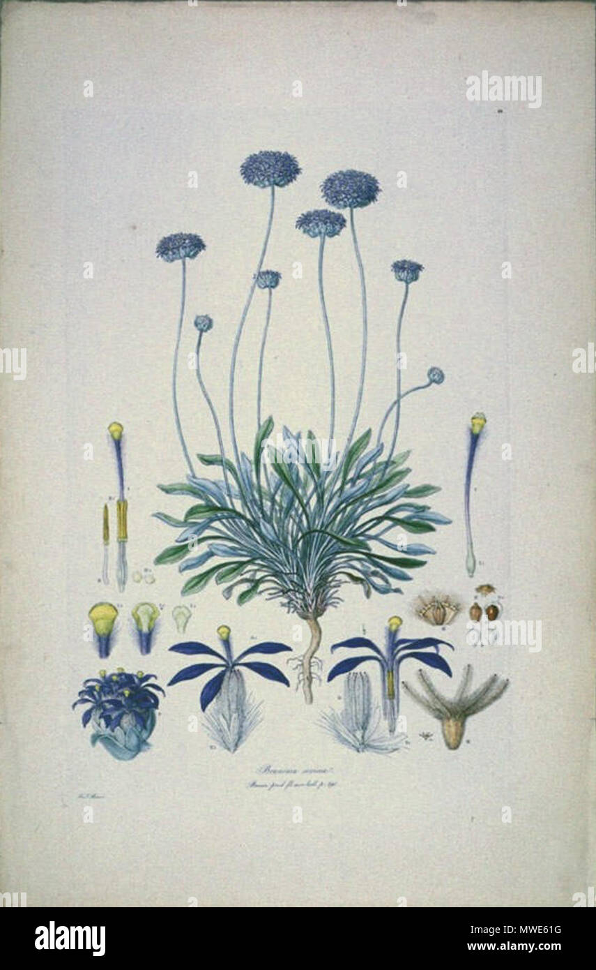 . Dies ist ein Scan der Platte 10 von Ferdinand Bauer Illustrationes Florae Novae Hollandiae. Die Anlage ist Brunonia Australis, dann bekannt als Brunonia sericea. Das Ergebnis unterscheidet sich von den anderen Messungen in der Sammlung, in Ton, Kontrast und Farbigkeit. Das Bild war auf dem Dunkelgrün Montage board gescannt, aus diesem Grund wird das Bild in der Nähe der Kante der ursprünglichen Platte abgeschnitten wurde. Zu Beginn des 19. Jahrhunderts. Ferdinand Bauer (1760-1826) 102 Brunonia sericea (Erntegut) Stockfoto
