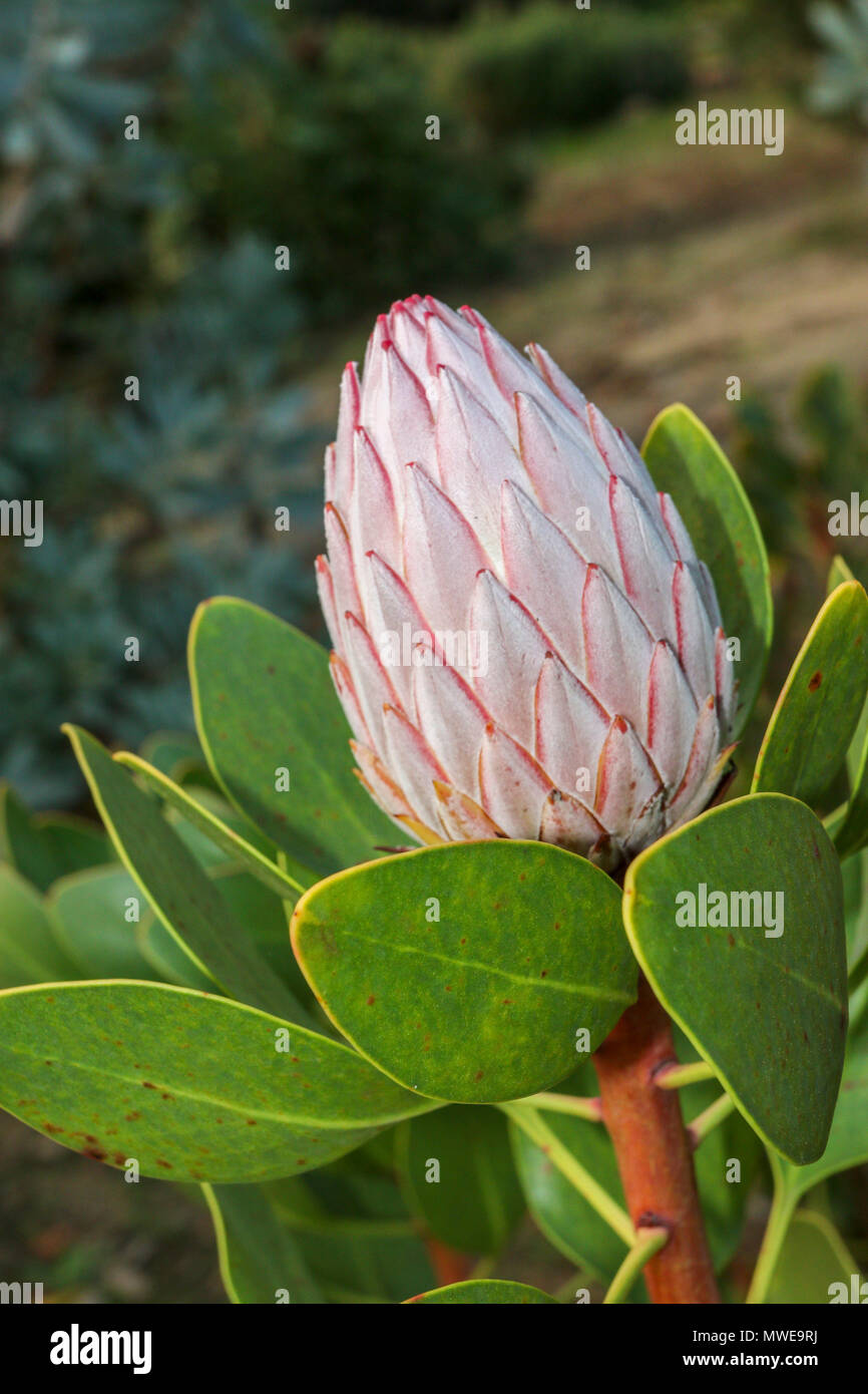 Protea Pflanze in der Stellenbosch Region an der Garden Route, Sdafrika  Stockfotografie - Alamy