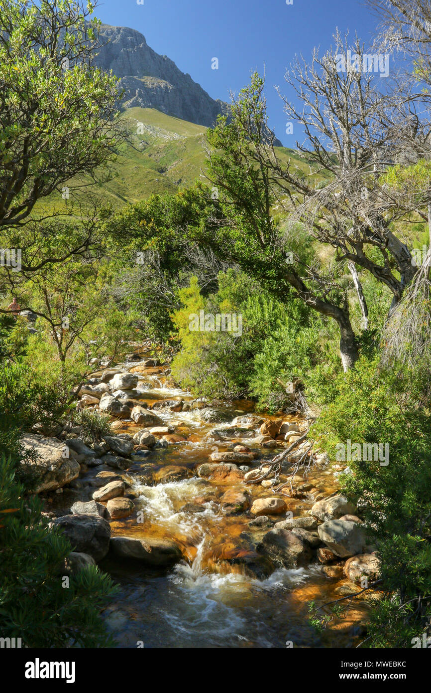 Eerste River durch Anrainerstaaten Landschaft der Jonkershoek Naturreservat fließende, Garden Route, Südafrika Stockfoto